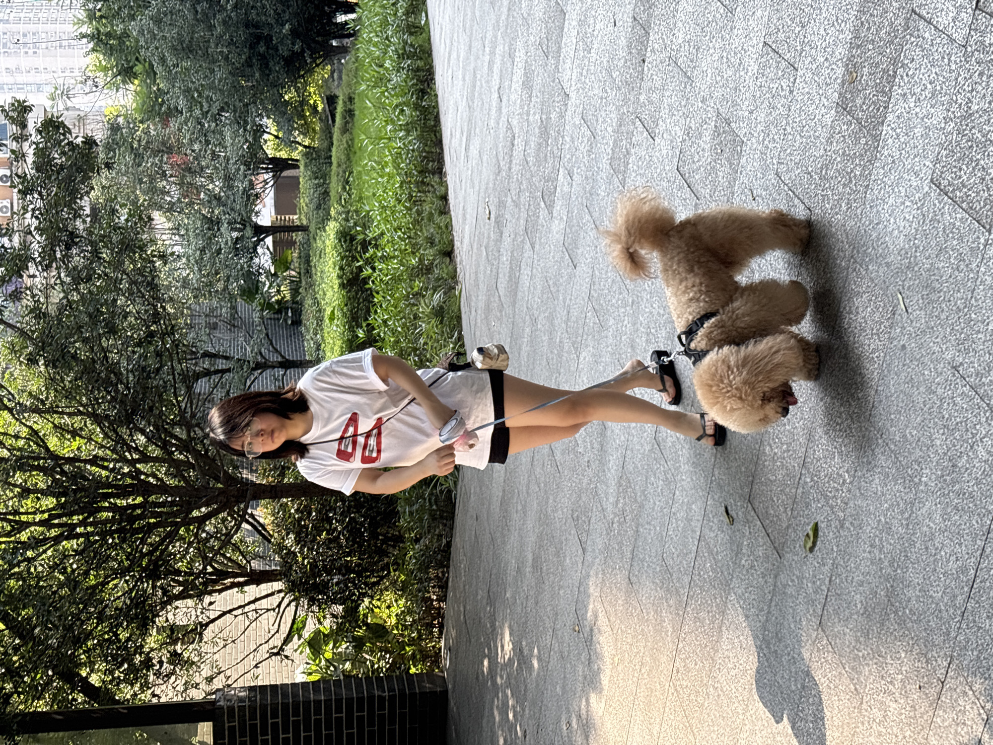 In Yuzhong District, China, a young woman wearing glasses, a white t-shirt with red barrette graphics, and black shorts walks a small, tan poodle. The woman holds a leash in her right hand and wears black sandals. The poodle, equipped with a black harness, is on her left. They are on a paved walkway lined with lush green bushes and trees, with a brick building visible on the left and taller buildings in the background. Sunlight casts shadows on the walkway.