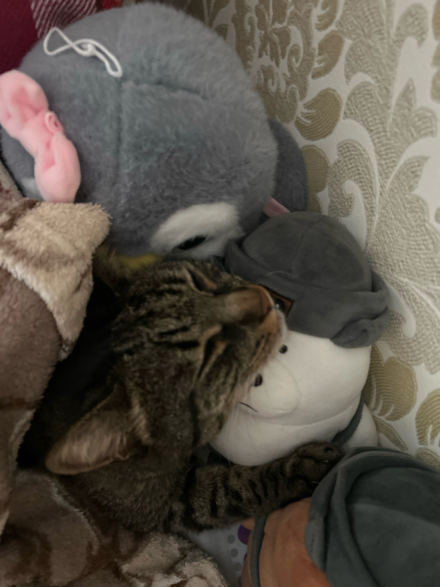 In the city of Khyrdalan, Azerbaijan, a tabby cat is nestled amongst several plush toys. The cat, with its striped fur, is positioned in the center of the frame, seemingly asleep or resting with its eyes closed. It is surrounded by a large grey stuffed animal, which has a pink bow attached to its head. Another white stuffed toy with a grey cap is partially visible beneath the cat. The background features patterned wallpaper and a soft blanket with a red and white striped pattern. The scene suggests a cozy and comfortable environment.