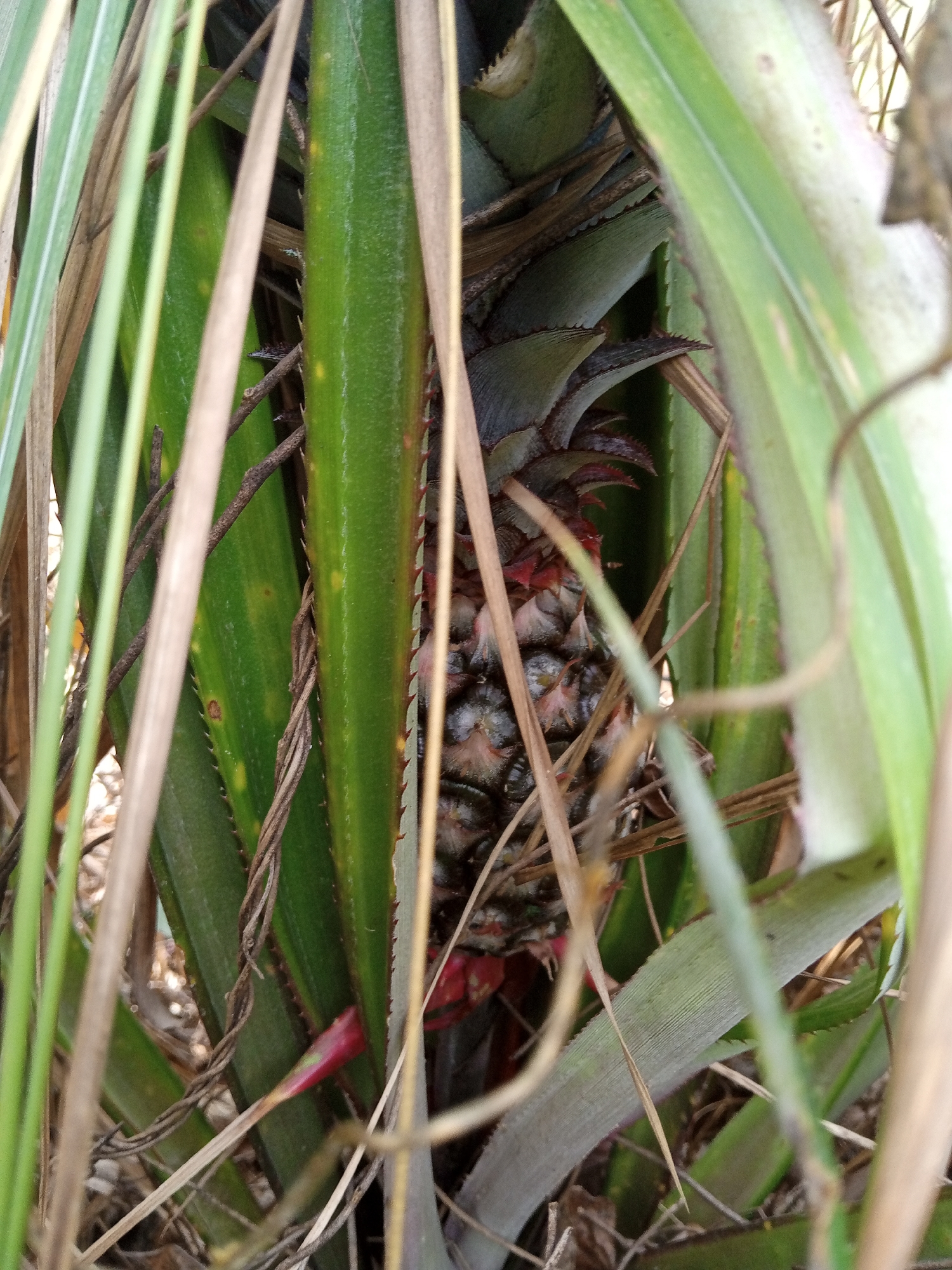 The image presents a close-up view of a developing pineapple fruit, partially obscured by its surrounding foliage, situated in Palohigeuh, Indonesia. The pineapple, visible in the central-lower portion, features dark, segmented skin with noticeable reddish tones near its base, indicating its growth stage. It is largely enveloped by several broad, serrated green leaves typical of a pineapple plant; some of these leaves display yellowish-green spots or patches. Intertwined with and overlaying these green leaves are numerous thin, dry, light-brown plant stalks and leaves, creating a layered and somewhat chaotic foreground and midground that further conceals parts of the fruit and its plant. The overall scene depicts an outdoor, natural growth environment under ambient light conditions, with no human presence or action evident.