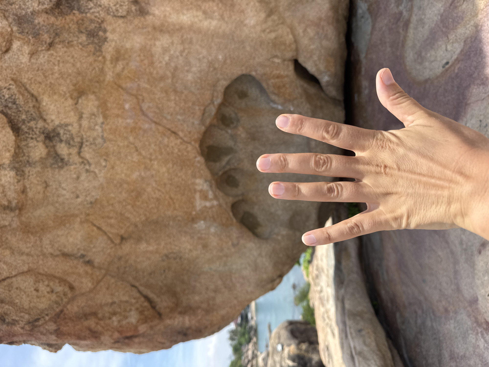 The image shows a person's open hand in the foreground, with fingers spread. Behind the hand, a large, rough-textured rock formation is visible. Within the rock formation, there are indentations that resemble a paw print, with five distinct circular marks. In the background, a body of water, likely the sea, is visible with a shoreline and some greenery. The location is identified as Bac Nha Trang Ward, Vietnam. The overall scene appears to be an outdoor, natural environment with geological features.
