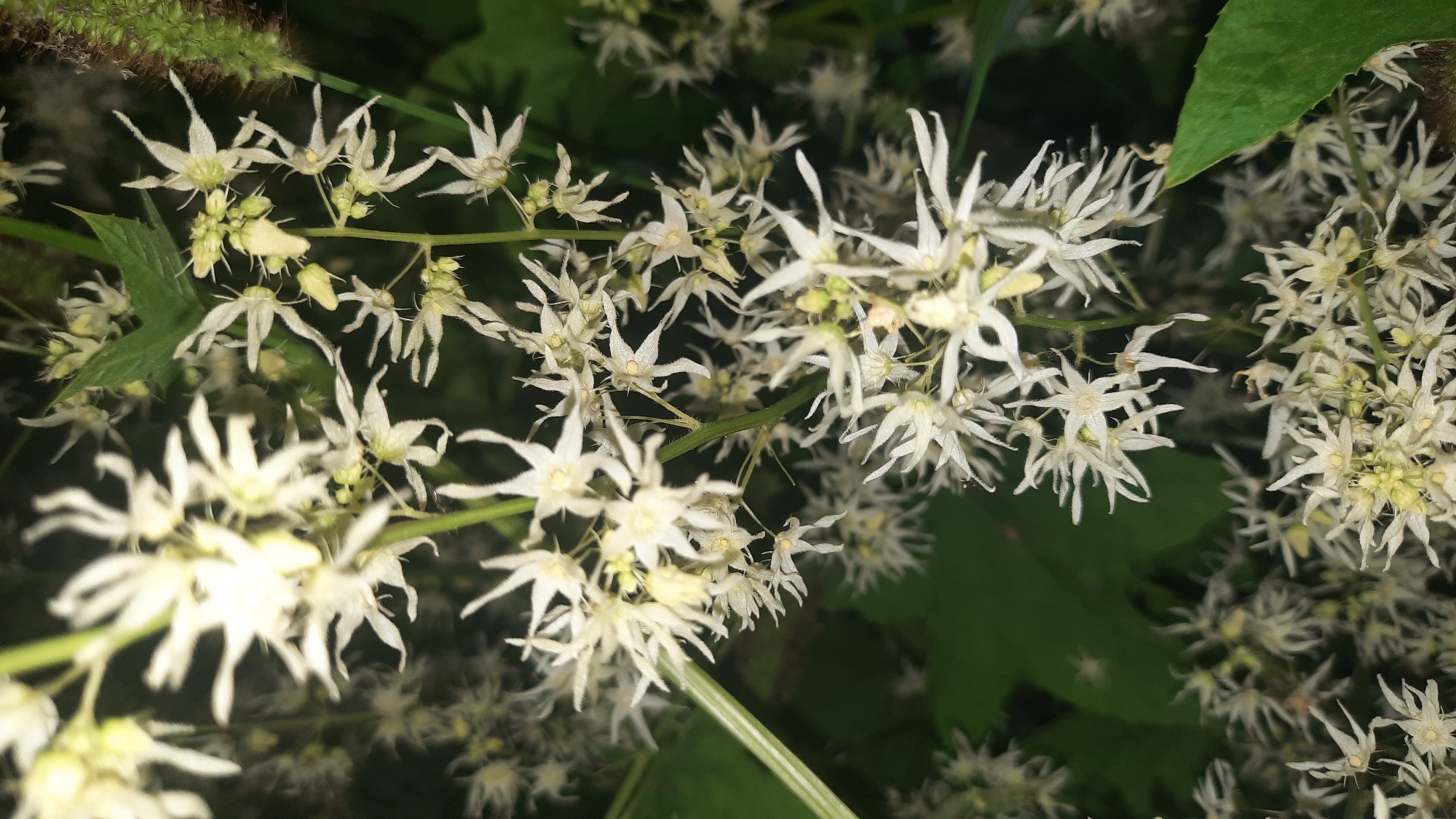 A close-up, vertical shot captures a cluster of delicate white flowers with intricate, star-shaped petals. The flowers are arranged on thin stems, interspersed with small, pale green buds. The background is a dark, blurred expanse of green foliage. The lighting is soft, highlighting the texture of the petals and creating a sense of depth. The scene appears to be an outdoor natural setting.