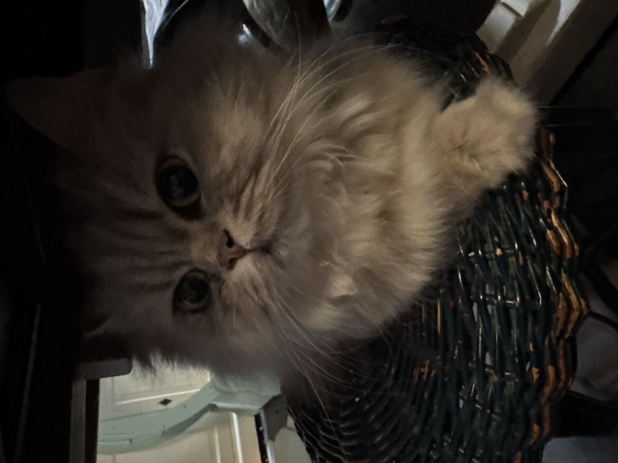 The image shows a close-up of a fluffy, light-colored cat with large, dark eyes and prominent whiskers. The cat is sitting on a dark, woven basket. The background is dark and out of focus, with hints of furniture. The cat's fur appears soft and well-groomed. No specific location in Hallum, Netherlands is identifiable from the image.