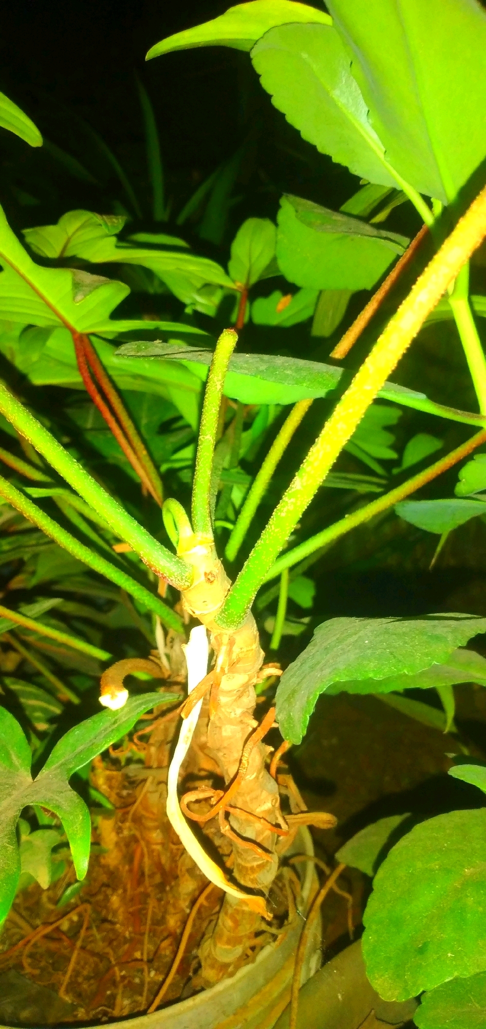 A close-up, low-light photograph shows the base of a plant with prominent roots and stems. The plant has thick, green stems with a bumpy texture, some of which are tinged with yellow or orange. One stem is curled over. There is a thick, brown, woody rhizome from which the stems emerge. Several wiry, brown roots are visible, some extending downwards into the soil. A single, pale white root or shoot emerges from the rhizome and curves upwards. Large, vibrant green leaves are present in the background and framing the shot, some appearing to have reddish undersides or stems. The overall lighting is dim, creating dark shadows, with the plant illuminated by an artificial light source that gives it a vibrant, almost fluorescent green hue. The scene appears to be an indoor setting, likely a potted plant. The image does not contain any discernible elements that would allow for its specific location within Rahong, Indonesia, to be identified.