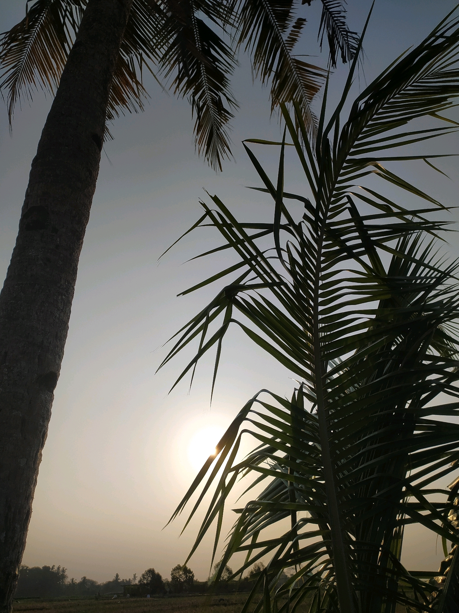 In Dermasari, Indonesia, a low-angle shot captures two palm trees against a hazy sky. The sun is low on the horizon, peeking through the fronds of the palm tree on the right, casting a warm glow. The trunk of the palm tree on the left is thick and textured, dominating the left side of the frame. In the distance, a flat landscape with scattered trees and a small building can be seen. The scene appears to be a rural or natural setting, likely during sunrise or sunset due to the low sun and atmospheric haze. There are no people visible in the image.