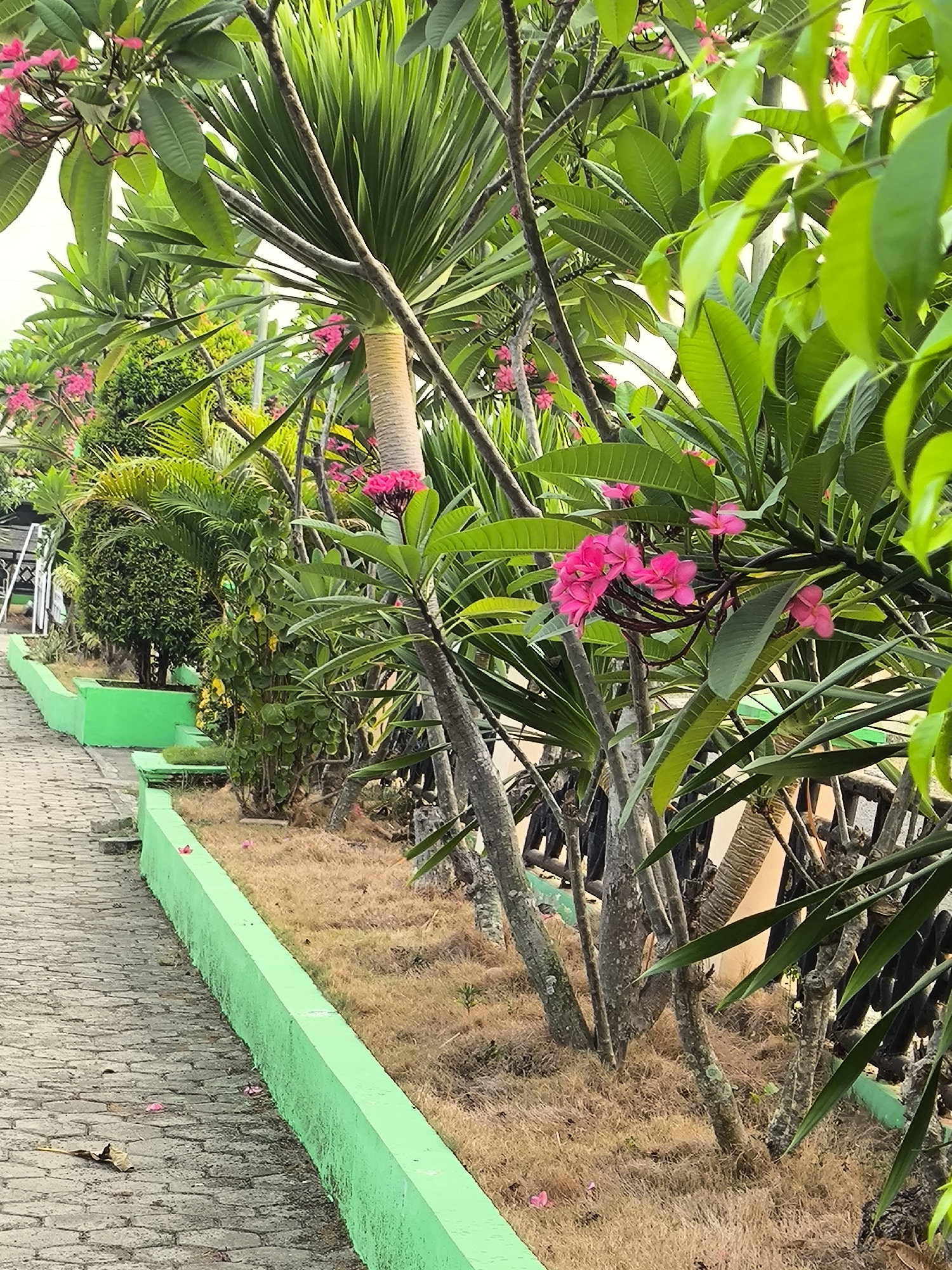 A pathway paved with grey interlocking bricks runs along the left side of the image, bordered by a vibrant green concrete planter box filled with dry, yellowish grass. Several pink frangipani flowers are scattered on the pathway and within the planter. Behind the planter box, various tropical plants and trees are visible, including a tall, spiky-leaved palm tree with a textured, beige trunk. The foliage is lush and green, with clusters of pink frangipani blossoms. The scene appears to be an outdoor area, possibly a garden or park, in the city of Cilegon, Indonesia.