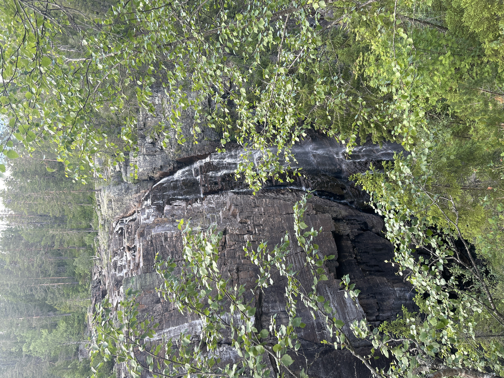 The image depicts a natural scene of a waterfall cascading down a rocky cliff face. Lush green foliage, primarily birch trees with their characteristic light bark and delicate leaves, frames the view from the foreground. The leaves are vibrant, suggesting a time of year like late spring or summer. Sunlight dapples through the leaves, creating a play of light and shadow on the rock and water.
The waterfall itself appears to be a significant feature, with water flowing over dark, layered rocks. The rocks show signs of erosion and weathering, with streaks of lighter minerals or moisture on their surface. Behind the waterfall, the cliff continues upwards, largely obscured by trees and vegetation. In the background, a dense forest of pine or spruce trees rises, creating a sense of depth and wilderness. The overall impression is one of a serene, untouched natural landscape. The lighting suggests it is daytime, likely mid-morning or afternoon, with no indication of harsh weather. There is no visible text in the image.
