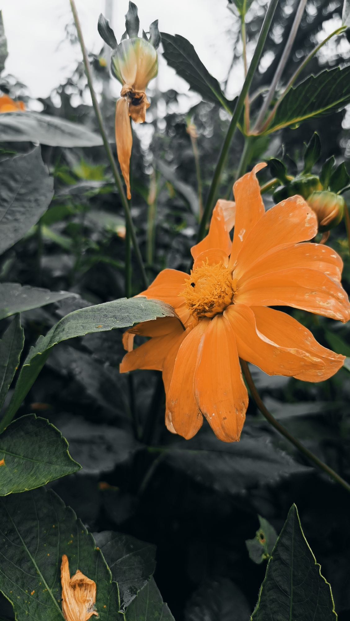 A close-up, vertically oriented photograph captures an orange dahlia in full bloom. The flower's center, a cluster of small, yellow florets, is slightly obscured by its prominent orange petals. A tiny black insect is visible on the center. The dahlia is positioned on the right side of the frame, with its petals extending towards the left. Lush, dark green leaves surround the flower, with a few smaller, pale orange petals scattered on the leaves, suggesting that some flowers may be wilting. The background is a bokeh of dark greens and grays, with hints of white in the upper part of the frame, likely from the sky. The overall lighting is dim, contributing to a moody and dramatic aesthetic. The location is identified as Karsha, Russia.