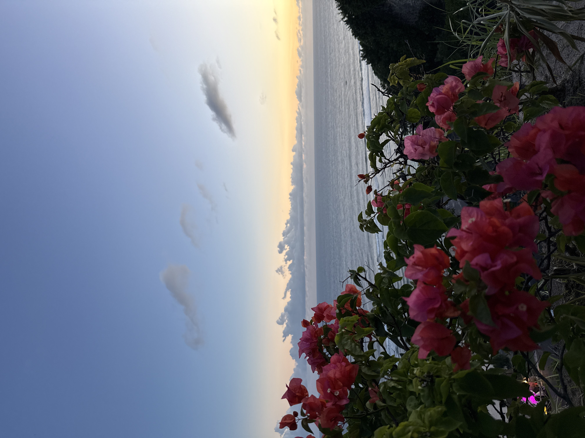 The image captures a scenic view in Ungasan, Indonesia, at what appears to be dusk or dawn. The sky transitions from a soft blue to a yellow-orange hue near the horizon, suggesting sunrise or sunset over the ocean. The ocean itself is a muted gray-blue, reflecting the sky's colors, and faint waves are visible.
In the foreground, a cluster of vibrant pink bougainvillea flowers are in focus, with green leaves adding texture and color contrast. The flowers grow alongside what appears to be a stone or concrete wall or barrier. The vegetation extends slightly further into the scene on the right side, creating depth. A dim, purple light is noticed in the bottom-right corner.
