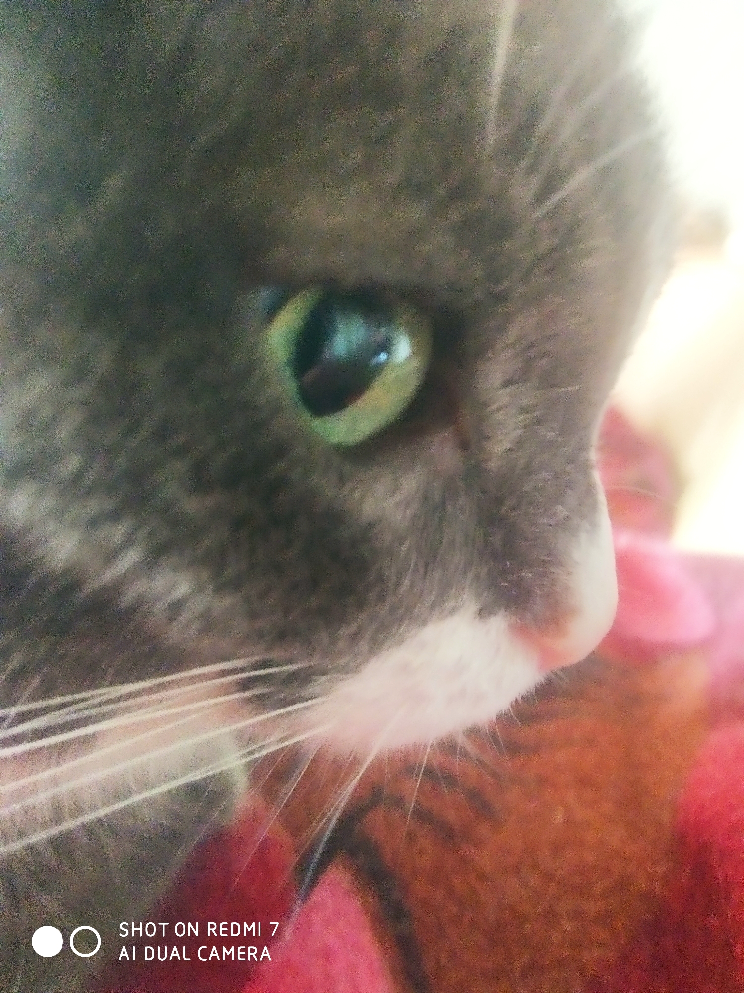 Close-up of a cat's face, featuring a green eye, gray fur, white whiskers, and a pink nose. The cat is lying on a patterned surface of reddish-brown hues. The image includes the watermark "SHOT ON REDMI 7 AI DUAL CAMERA". The photograph's location is not discernible from the visual information provided.
