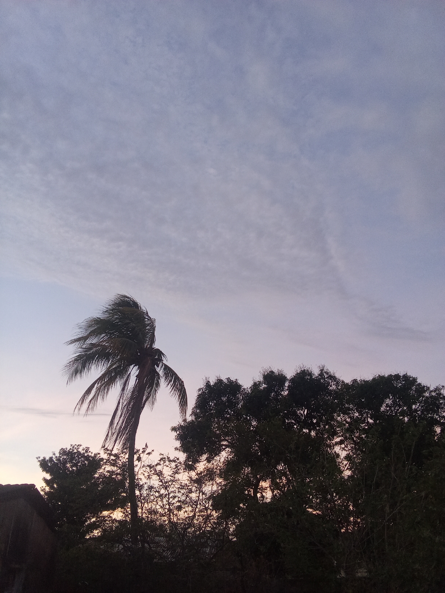 The image is a low-angle shot of a dusk sky in Juan Griego, Venezuela. A palm tree stands prominently to the left, its fronds blowing in the wind. The sky is filled with streaky, altocumulus clouds, fading from a light blue to a pale pink near the horizon. To the right of the palm tree are silhouetted, leafy trees. In the far left corner, a portion of a structure with a thatched roof is visible. The scene appears tranquil and suggestive of a tropical coastal environment.