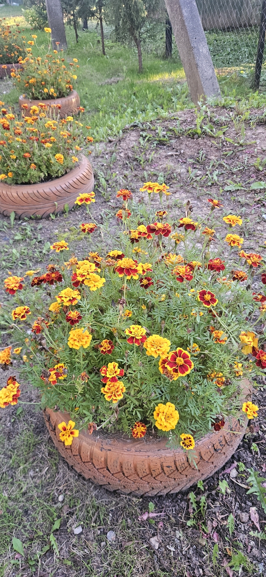 The image displays a close-up view of a flowerbed containing marigolds in a garden setting. The flowers are predominantly yellow and dark red, with some variations in color. They are planted in repurposed tires, which are cut in half and used as planters. The tires are aged and weathered, with visible tread patterns. The ground around the flowers is covered with dry grass and soil. In the background, there are trees, a concrete post, and a chain-link fence. The lighting suggests it is daytime, possibly late afternoon, with some sunlight filtering through the trees. There are no people or animals visible in the image. The scene appears to be a residential or public garden area, potentially in Vitsebsk, Belarus, given the context.
