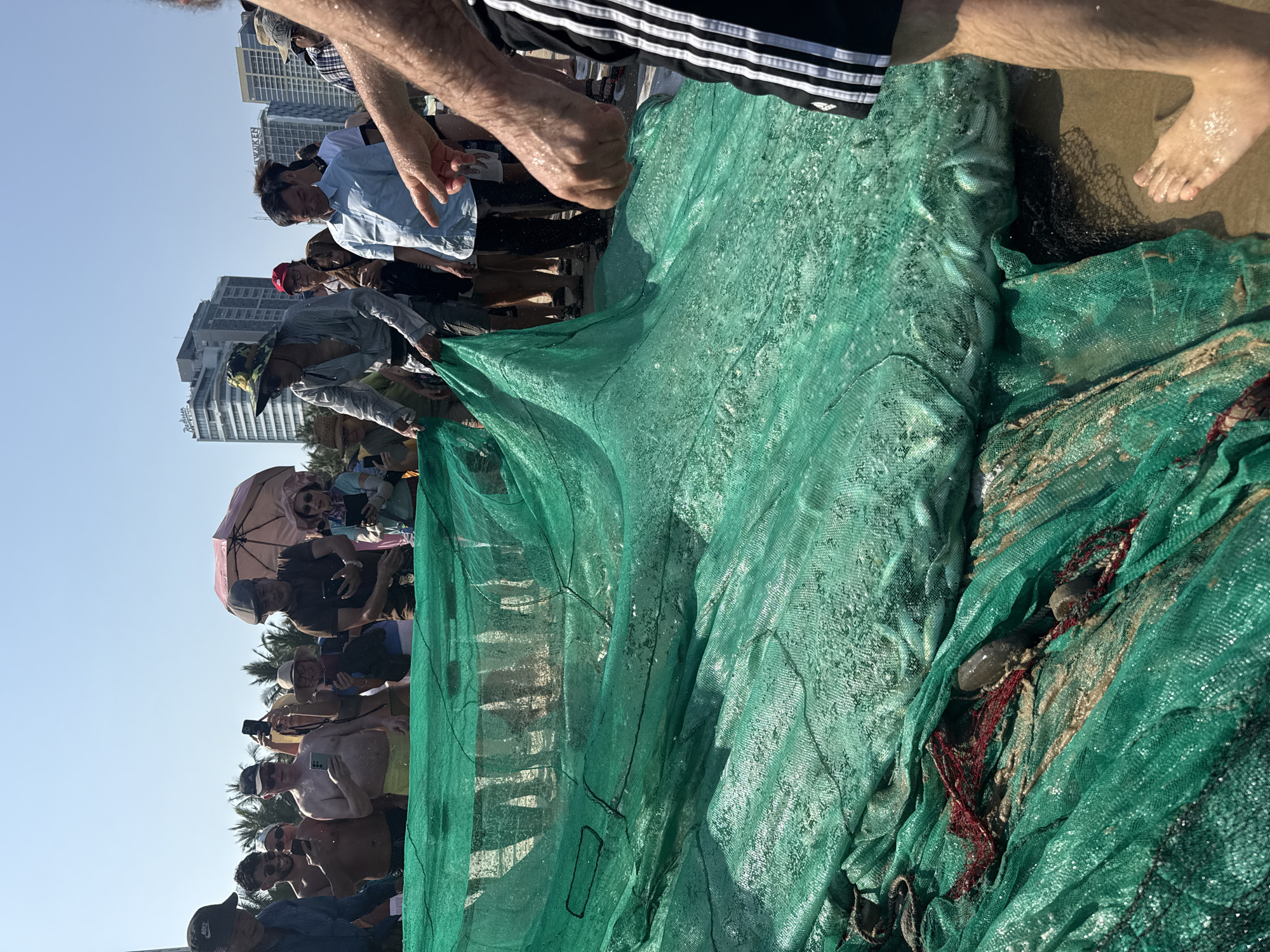 This image captures a daytime scene on My Khe Beach in Đà Nẵng, Vietnam. A large, rectangular fishing net, dyed green, is spread across the wet sand, containing a significant quantity of small, silver fish. Approximately twenty individuals are gathered around the net. In the center, a man wearing a striped shirt and a camouflage wide-brimmed hat is actively handling the net. Another man in a light blue collared shirt stands observing.
To the left and rear of the net, a group of spectators, including several individuals appearing to be tourists, are present. Multiple people in this group are holding up smartphones, capturing images or video of the fishing activity. Notable individuals among the spectators include a shirtless man in yellow shorts, a man wearing a flat cap, and a woman holding a pink umbrella for shade.
In the immediate foreground on the right, the arm and lower torso of a person wearing black shorts with white vertical stripes is visible. The person's right hand is extended and pointing towards the net. A bare, wet foot is visible on the sandy ground at the bottom right.
The background features a clear blue sky, a line of palm trees, and multiple modern high-rise buildings, including the "Radisson" hotel and a structure displaying the name "WAIKEN," confirming an urban coastal environment. The sun is high, casting distinct shadows on the sand.