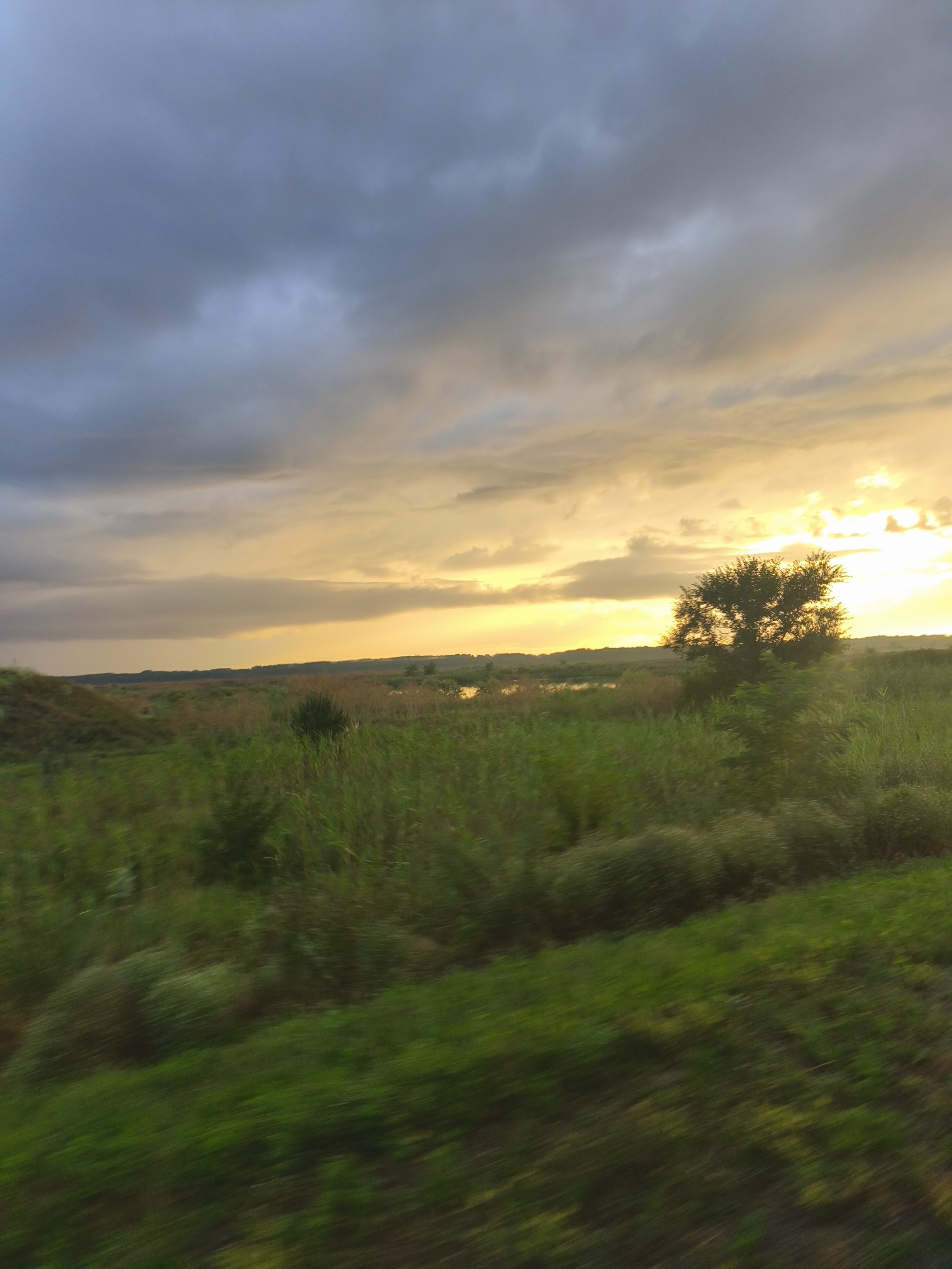 The image captures a serene landscape scene, likely taken at dusk or dawn, with a dramatic sky. The upper portion of the image is dominated by a cloudy sky transitioning from dark gray on the left to a bright, warm yellow-orange on the right, suggesting the presence of the sun near the horizon. Wispy clouds are spread across the sky, some illuminated by the setting or rising sun.
The middle ground features a vast expanse of vegetation. Tall grasses and reeds form a dense, green carpet that stretches towards the horizon. A solitary tree with a full canopy stands prominently in the middle right of the frame, silhouetted against the bright sky. In the distance, a body of water, possibly a lake or river, is visible, reflecting the colors of the sky. The landscape appears somewhat undulating, with a gentle slope on the left side of the image.
The foreground is characterized by motion blur, indicating that the photograph was taken from a moving vehicle. The blurred vegetation in the foreground is primarily shades of green, suggesting lush growth. The overall impression is one of natural beauty and tranquility, with the dynamic sky providing a striking contrast to the stillness of the land. The location is stated to be in the city of Тоннельный, Russia.