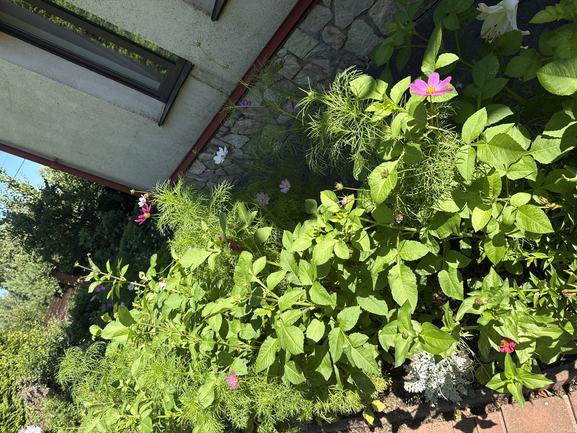 A sunlit garden scene is captured in Yukki, Russia, featuring a variety of plants and flowers against the backdrop of a building. The foreground is dominated by lush green foliage, with several pink and white cosmos flowers blooming amongst the leaves. To the right, a light-colored building with a textured stone base and a grey stucco upper facade is visible. A dark-framed window with reflections is present on the building's wall. In the background, trees and greenery suggest a residential area. The scene appears to be a well-maintained private garden, bathed in natural daylight. There are no people or animals visible in the frame.