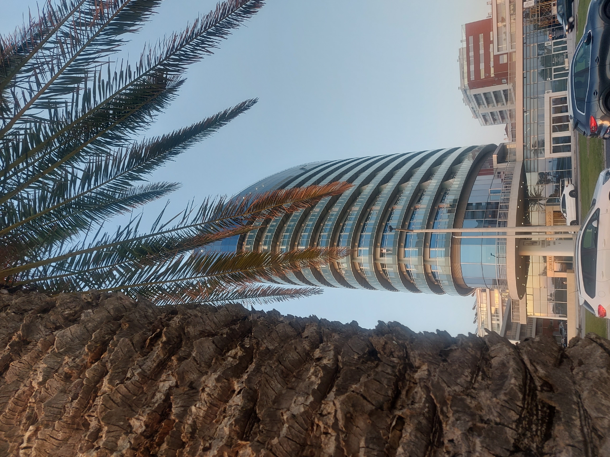 A low-angle, upward-facing photograph captures a modern building, a section of palm tree, and the sky. The building, featuring a rounded design with numerous horizontal bands of glass and concrete, appears to be multi-storied. Adjacent to the modern building is another more rectangular structure with a red and white facade. Several vehicles are parked nearby. Dominating the foreground is the trunk of a palm tree, its textured bark filling much of the frame. The sky appears clear and pale blue. The location is Figueira da Foz, Portugal.