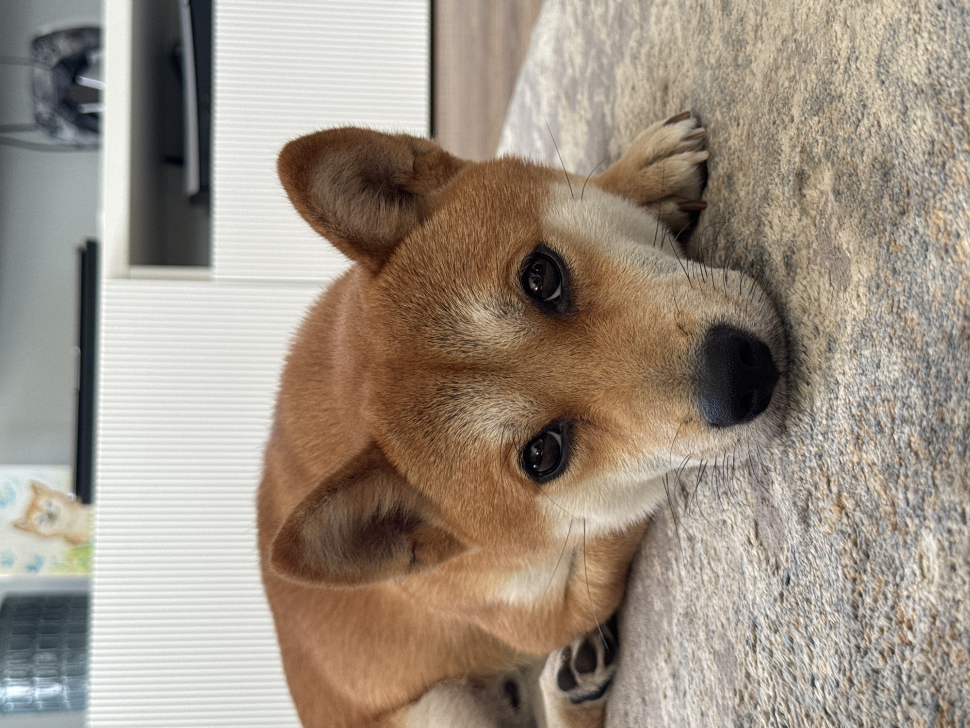 A Shiba Inu dog is lying on a grey and beige patterned rug, resting its head on its paws. The dog has reddish-brown fur with white markings on its face and chest. Its eyes are dark and expressive, and its ears are perked up. The background is blurred but appears to be an indoor setting with a white ribbed cabinet and a wooden floor. The overall impression is one of calmness and relaxation. The image was taken in Carnikava, Latvia.