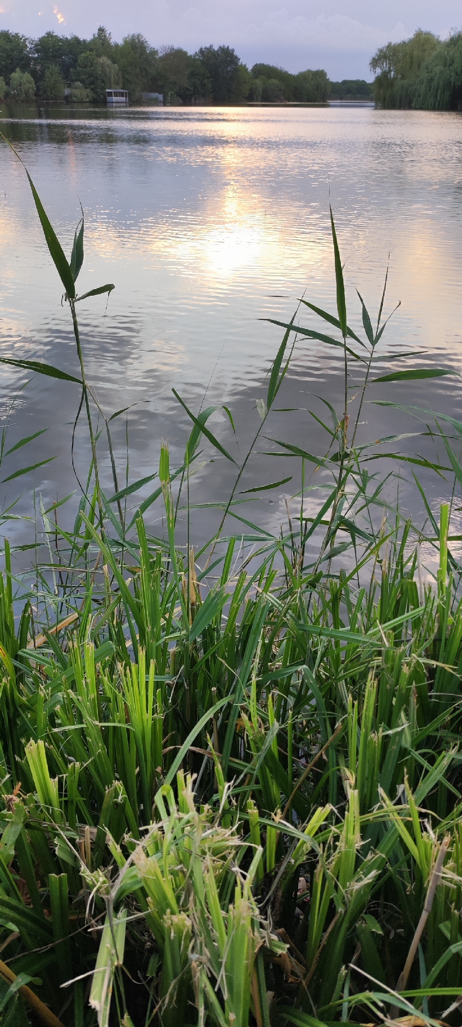 A tranquil lake reflects the soft hues of a sunset, casting a warm glow on the rippling water. Tall reeds and grasses line the foreground, their green stalks swaying gently in the breeze. In the distance, a cluster of trees frames the horizon, with a small, white building nestled among them. The sky above is a canvas of pale purples and oranges, hinting at the day's end. This scene captures the serene beauty of nature's embrace, a peaceful moment by the water in Plastunovskaya, Russia.