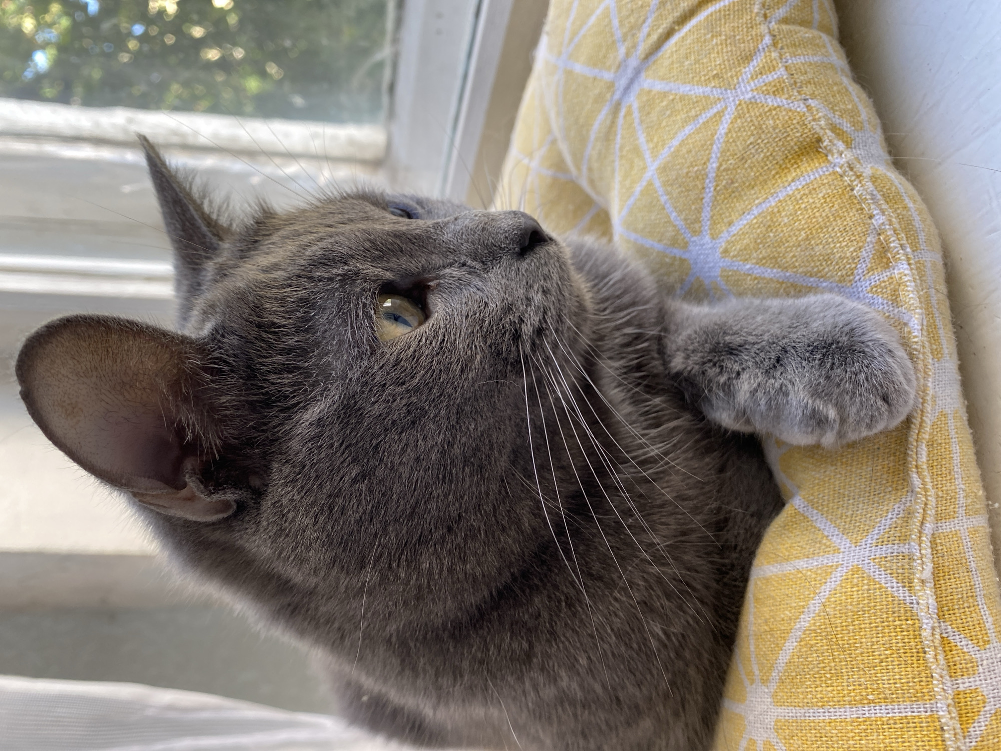 A gray cat is lying on a yellow pillow with a white geometric pattern. The cat is looking out a window to the right, with sunlight illuminating its fur. The window shows greenery and blue sky. The background is blurred. The image is a close-up of the cat's head and upper body.