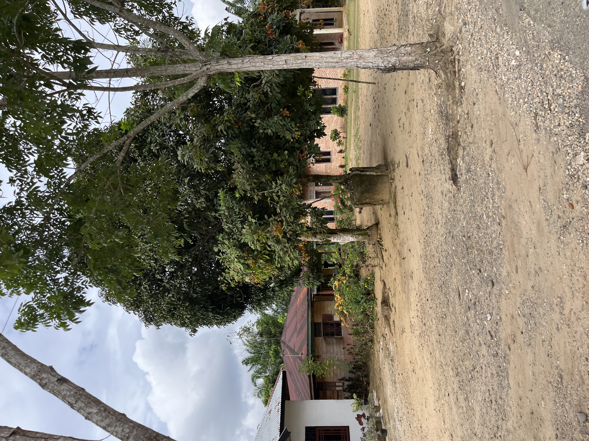The image depicts an outdoor scene in a village setting, likely in Sukajadi, Indonesia. In the foreground, a dirt and gravel path is visible with tree roots exposed on the ground. A tall tree with rough bark stands on the right side of the frame. To the left, two residential buildings are present. One building has a white facade with dark trim and a corrugated metal roof, while the adjacent building is constructed with weathered wooden planks and also features a corrugated metal roof. Several potted plants are arranged near the white building. In the middle ground, a large tree with dense foliage and fruits is prominent. Behind the trees, a brick building with multiple windows is partially visible. The environment is characterized by scattered vegetation, including bushes and flowering plants, and the overall impression is that of a rural or semi-rural residential area. The sky is overcast with some visible clouds. There are no people or animals visible in the scene.
