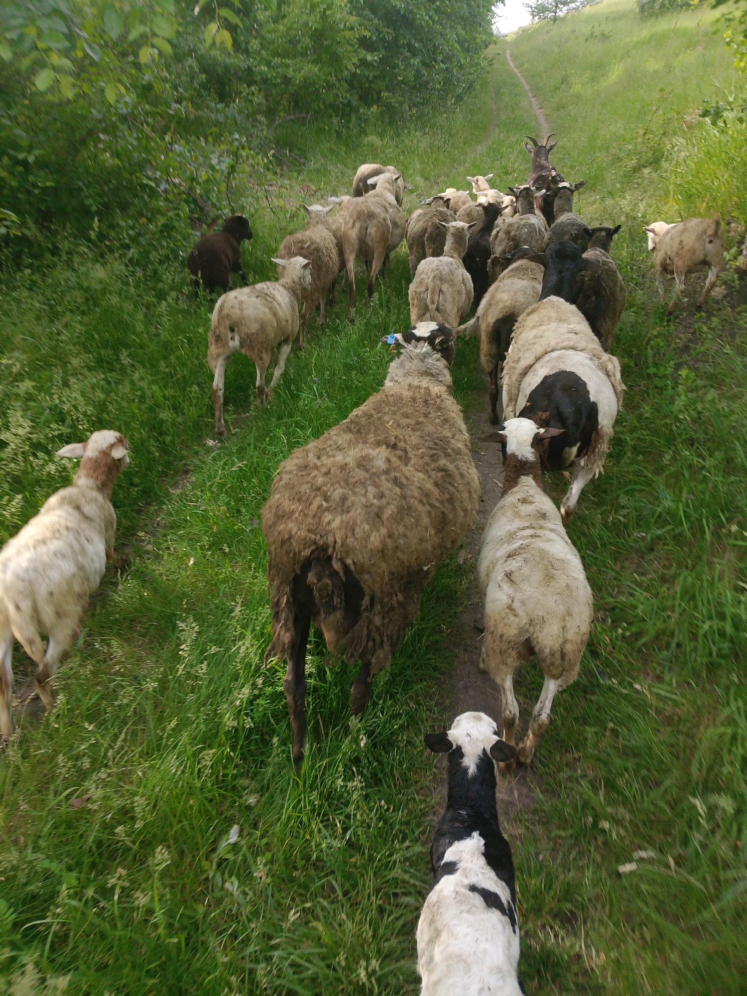 A flock of sheep and goats is depicted walking along a narrow dirt path through a lush green, natural environment. The animals are moving away from the viewer, ascending a gentle slope towards a bright, open area topped by a grassy hill. Dense green foliage, including bushes and trees, flanks the path on both sides, particularly on the left.
The subjects include numerous sheep with various wool colors, from creamy white and light brown to dark brown and black. Some sheep exhibit distinct markings, such as a white body with a black head and hindquarters. Closest to the camera is a black and white lamb or kid, seen from behind. Further up the path, a large, shaggy-coated dark brown sheep is prominent, followed by many others. A dark-colored goat with visible horns can be seen leading a segment of the flock further ahead on the path. On the left side of the path, a small, dark animal is partially obscured by the foliage.
The scene suggests a rural or pastoral setting, likely a pasture or hillside trail. The time of day appears to be daylight, with natural light illuminating the scene, indicating clear weather. No human subjects or visible text are present in the image. The perspective is from within the flock, giving an immersive view of the animals on their journey.