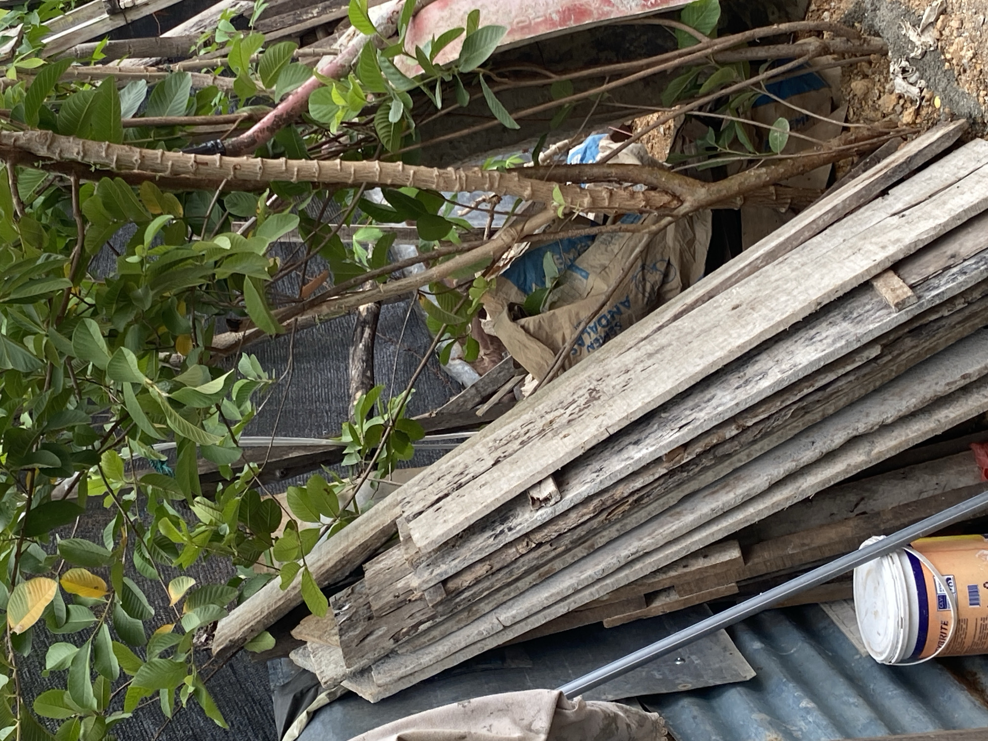 The image shows a cluttered outdoor scene with a stack of weathered wooden planks leaning against a dark corrugated metal surface. To the right of the planks, several thin trees with green leaves are growing. One of the trees has a textured, segmented trunk. Behind the trees, a tan-colored bag with blue writing is partially visible, along with other indistinct objects. In the lower left corner, a white plastic bucket with an orange label and a blue and orange rim is present. The ground appears to be a mixture of dirt and gravel. The overall impression is one of an unkempt, possibly storage area.