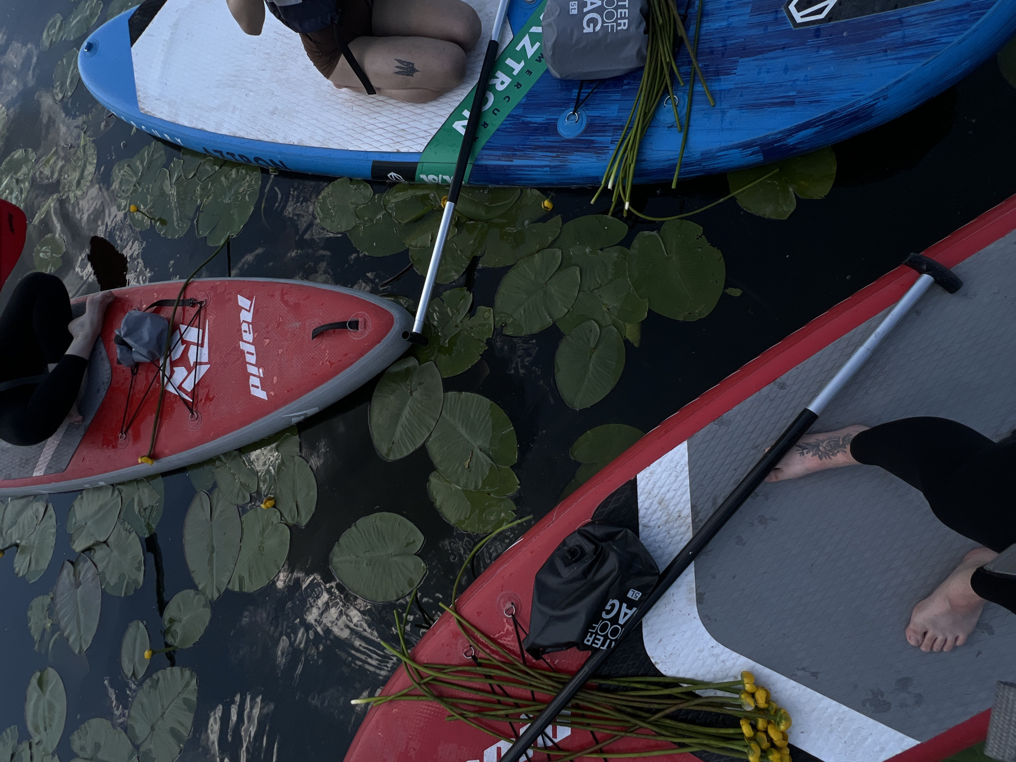 This overhead shot shows a section of the Ros River in Bila Tserkva, Ukraine, on a day with overcast skies, as evidenced by the diffused light and lack of strong shadows. The water is dark and still, dotted with numerous green lily pads. Three paddleboards are positioned in the water, two red and one blue.
On the left, a red paddleboard is partially visible, with a person's feet wearing black leggings resting on its grey, textured surface. A bouquet of long, green reeds with small yellow flowers lies on the board near the front. Next to it, a black dry bag with white lettering is secured. A paddleboard paddle rests diagonally across this board.
In the center, a second red paddleboard is mostly visible, also with a person's feet in black leggings. A grey dry bag is attached to the front of this board. A paddle lies across the board.
To the right, a blue paddleboard is present, with a person's legs visible wearing brown shorts. The person has a trident symbol tattooed on their right calf. A green strap with white lettering runs along the side of the blue board. Another paddle is visible near this board. The overall scene depicts a peaceful moment on the water, likely a recreational outing.