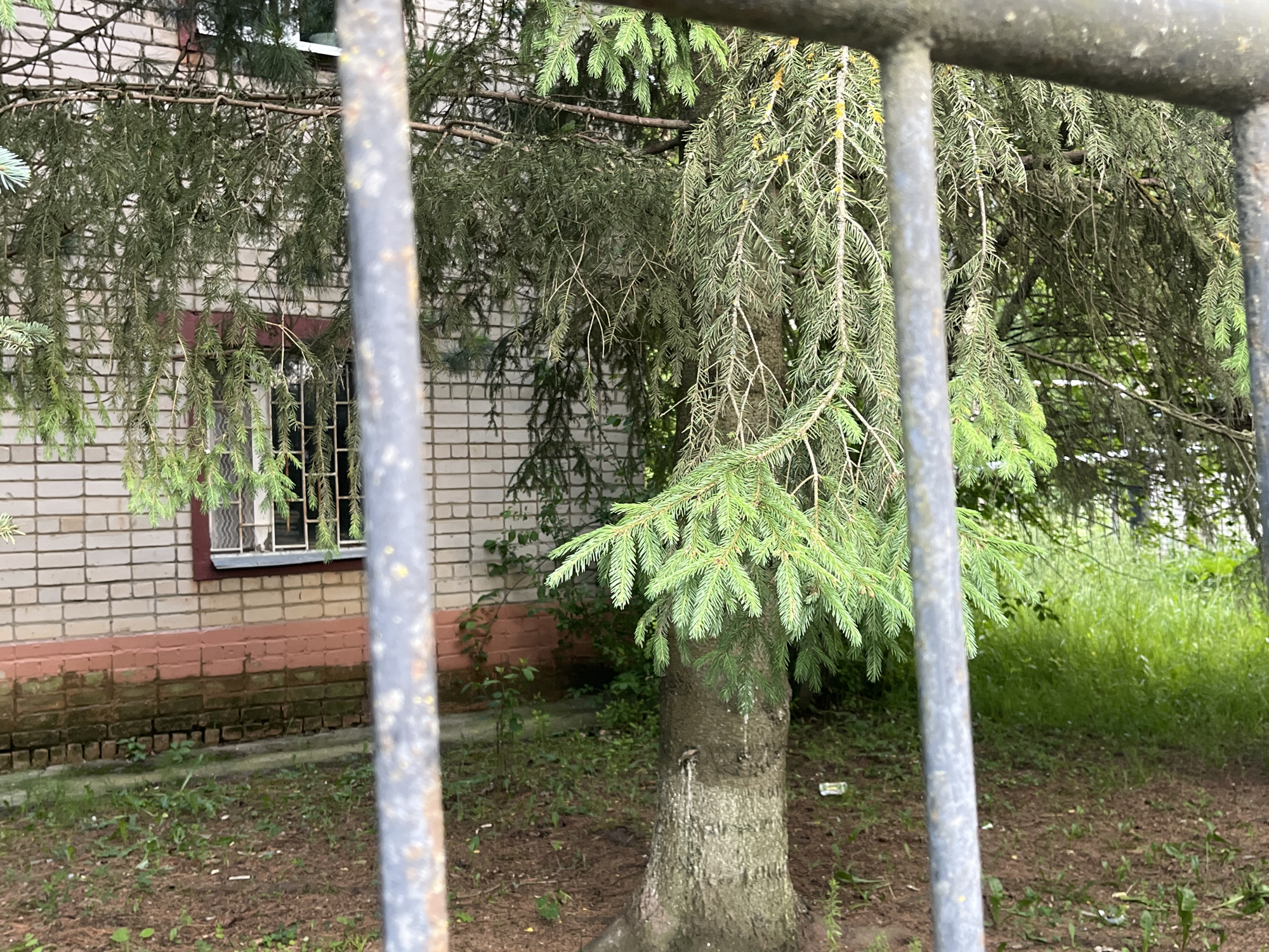 A narrow, vertical shot is taken through a rusty metal fence, focusing on a portion of a building and the surrounding foliage. The fence, composed of several dark, cylindrical bars, partially obscures the view. To the left, a light-colored brick building occupies the background. A single window with a dark frame and a decorative grill is visible on the building's facade. Below the window, the building's foundation is a band of reddish-brown bricks, with some darker staining suggesting dampness or weathering.
In front of the building, a mature spruce tree stands with its branches drooping. The evergreen needles are a vibrant green, though some older or dried sections appear as a duller green and brown. The tree's trunk is textured and appears solid. Behind the spruce tree, the foliage continues, with a dense growth of tall green grass visible to the right.
The ground in the foreground is covered with a mixture of dark soil and pine needles, with scattered small green shoots of grass or weeds. There are a few small pieces of litter on the ground, including what appears to be a white cigarette pack and a crumpled wrapper.
The lighting suggests it is daytime, possibly overcast, as there are no harsh shadows. The overall impression is one of an outdoor, somewhat unkempt urban or suburban setting. The presence of the fence and the grill on the window might imply a need for security or a boundary, but there are no people or specific activities depicted to suggest further context. The scene is static and primarily descriptive of the environment. There is no visible text in the image.
