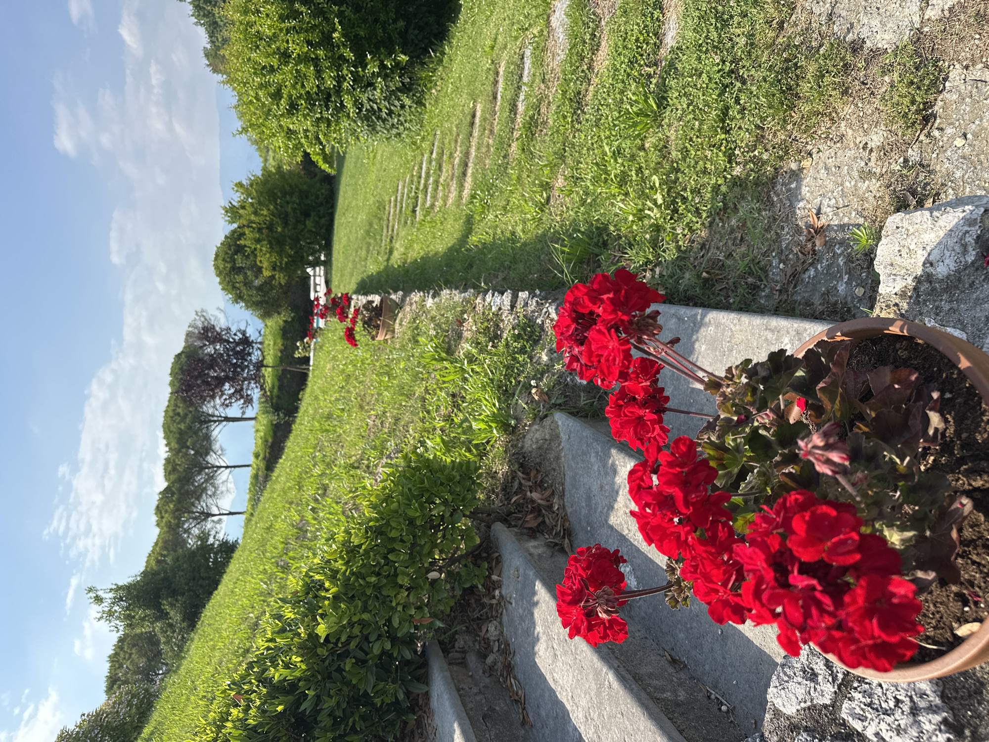 A sunny day is depicted in Conegliano, Italy, with a focus on a sloped garden path adorned with potted red geraniums. Stone steps descend from the left foreground, with the closest planter showcasing vibrant red flowers. To the right, a winding path made of irregular stone slabs leads up a grassy incline. Lush green bushes and trees dot the landscape, and in the distance, hazy mountains are visible under a bright blue sky with scattered white clouds. The scene is tranquil and natural, suggesting a well-maintained outdoor space.