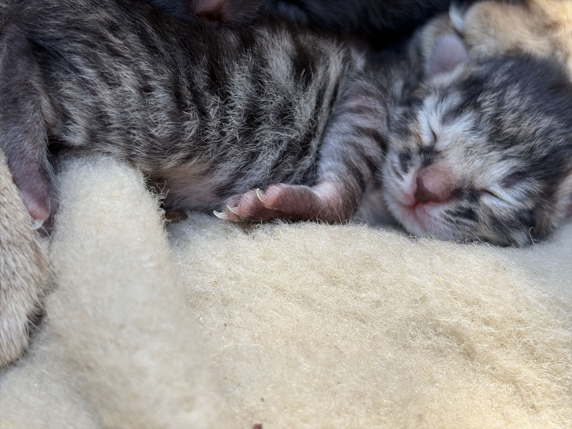 The image presents a close-up view of a very young, sleeping tabby kitten nestled on a soft, cream-colored blanket or bedding. The kitten, likely a few days old given its closed eyes and delicate appearance, exhibits a patterned coat of grey, black, and white fur. Its tiny pink nose and mouth are clearly visible, contrasting with its fur.
The kitten is curled up, with one paw featuring small, sharp claws gently extended onto the soft surface. Parts of other animals, possibly siblings or a parent cat, are visible around the central kitten. Darker fur is noticeable in the upper right corner, and a lighter fur section is on the far left, suggesting a group huddle. The bedding is made of a dense, fluffy material, resembling wool or fleece, providing a warm and secure environment.
The lighting is soft and natural, emphasizing the kitten's peaceful sleep and the texture of its fur and the blanket. The scene conveys a sense of innocence and tranquility. No text is visible in the image.