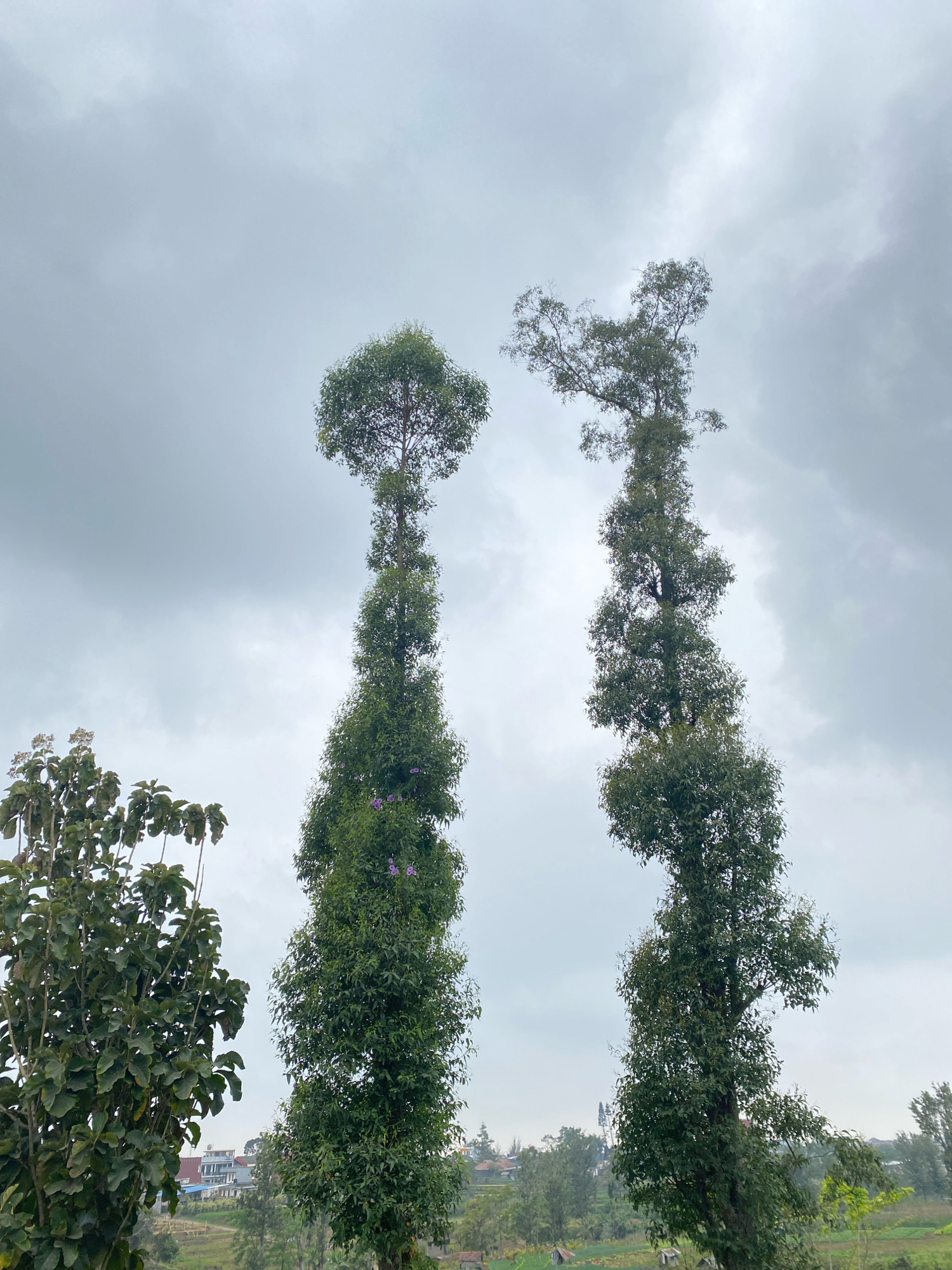 Two tall, slender trees dominate the foreground of this outdoor scene, set against a cloudy, overcast sky. The tree on the left is densely leaved and appears to be growing upwards in a relatively straight, columnar fashion. The tree on the right is also tall and slender, but its upper branches are more spread out and irregular, giving it a more whimsical shape. There is a smaller, bushier tree to the far left of the frame, its leaves darker and broader than those of the taller trees. In the background, a residential area with houses and some cultivated fields can be seen, suggesting an urban or semi-urban fringe location. The overall atmosphere is subdued, likely due to the cloudy weather.