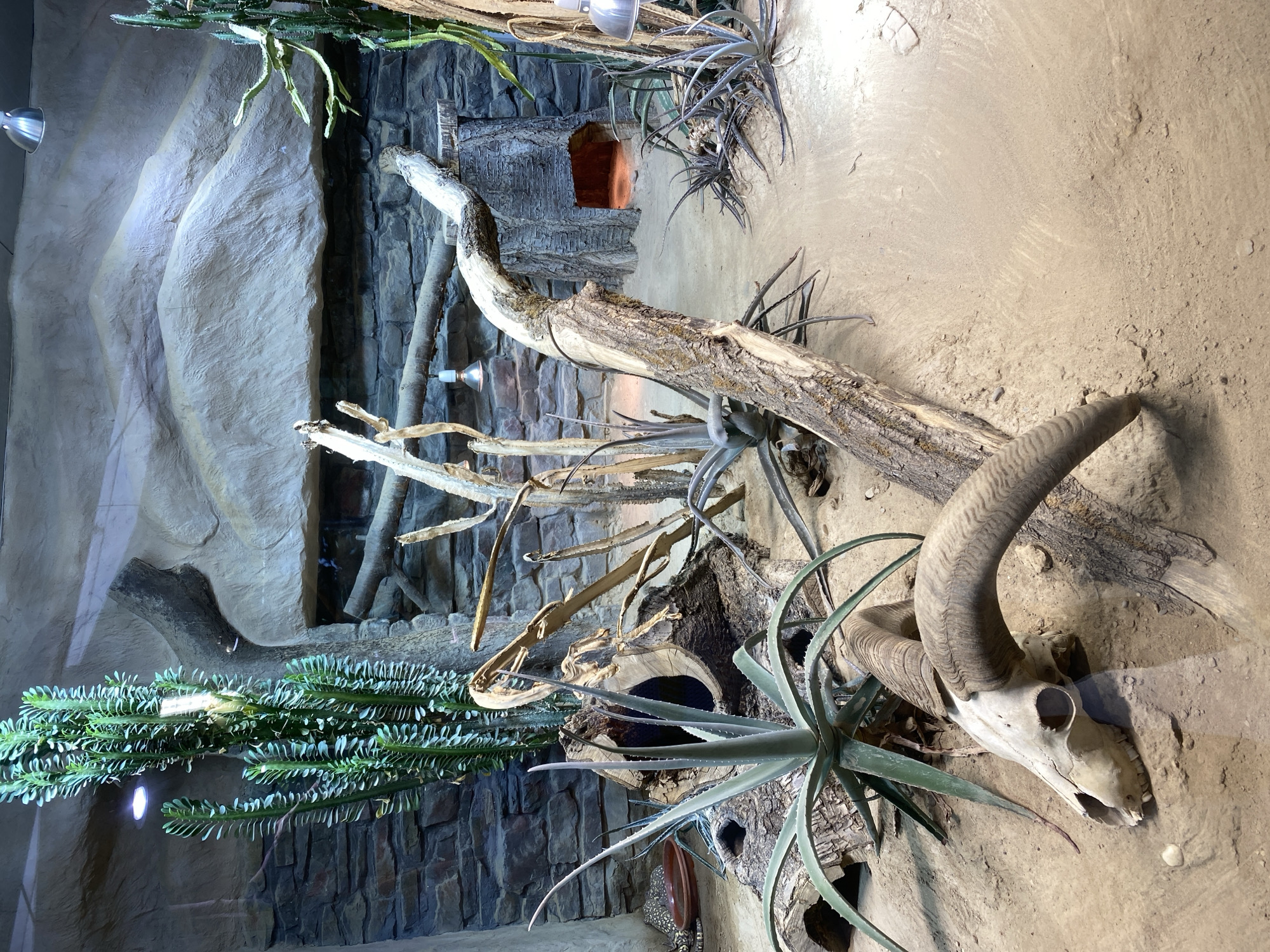 The image depicts an arid desert-themed enclosure, likely at the Zoo Neuwied in Germany. The enclosure features a sandy floor with various elements of arid vegetation, including tall columnar cacti and spiky succulents. Prominently displayed in the foreground is the bleached skull of a large mammal, possibly a bighorn sheep, with its curved horns resting on the sand. Scattered throughout the enclosure are dead branches and logs, adding to the naturalistic, dry environment. In the background, a rock wall forms the enclosure's backdrop, with artificial rock formations creating a mountainous landscape. A small, illuminated opening in the rock wall suggests a burrow or hiding place for an animal. The lighting appears to be artificial, mimicking natural sunlight with a warm glow. No people or animals are directly visible in the frame, though the setup suggests it is a habitat for desert-dwelling creatures.