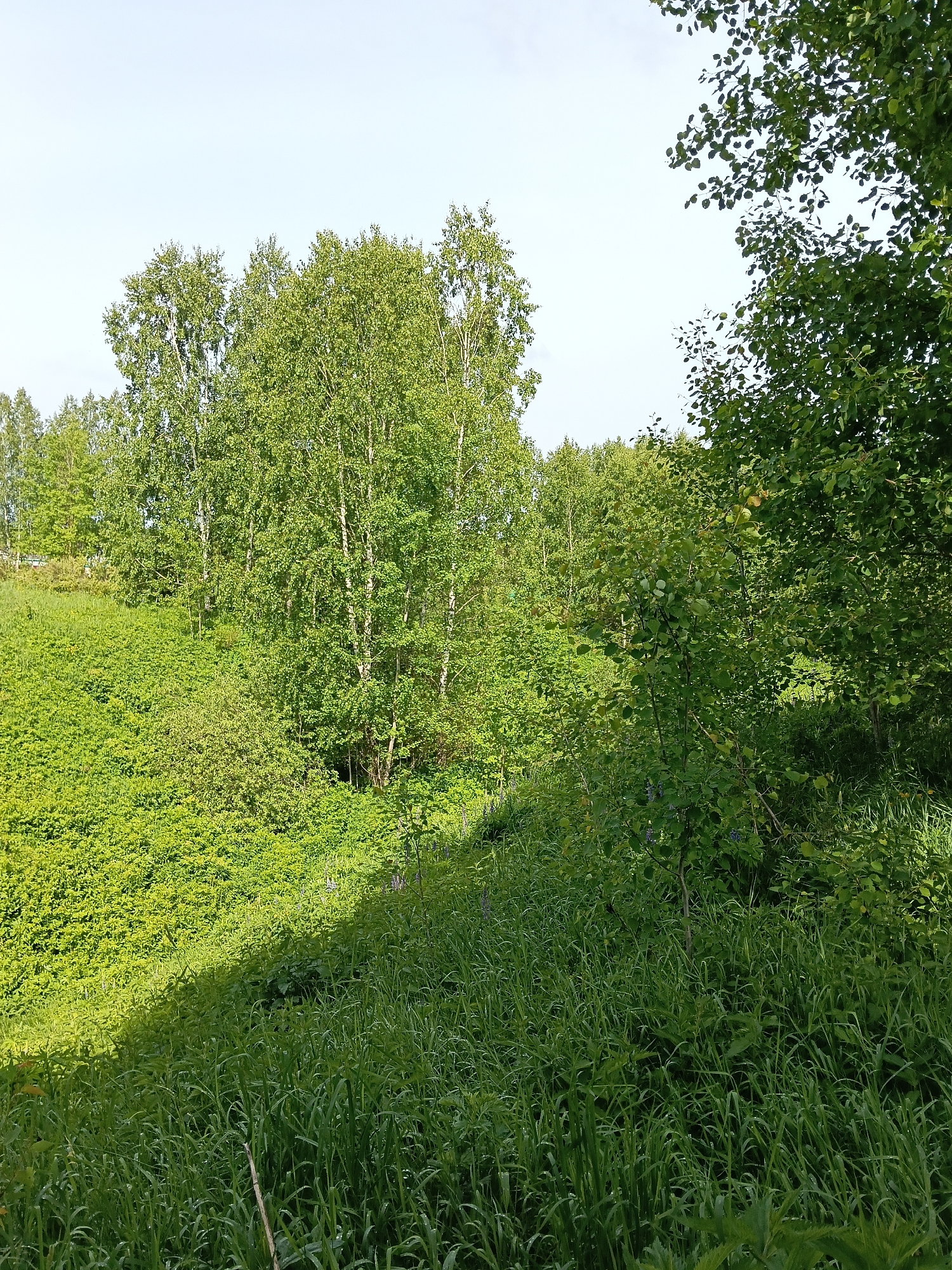 The image depicts a lush, green landscape, likely a natural area or park, located in an unknown urban setting. In the mid-ground, a cluster of deciduous trees, possibly birches recognizable by their white bark, grows on a slightly elevated area covered with dense green undergrowth. The foreground consists of tall, unkempt grasses that appear to be growing on a slope, partially obscuring the view. The light suggests a sunny day with some shaded areas. The absence of any man-made structures or signs suggests a more remote or undisturbed part of the area.