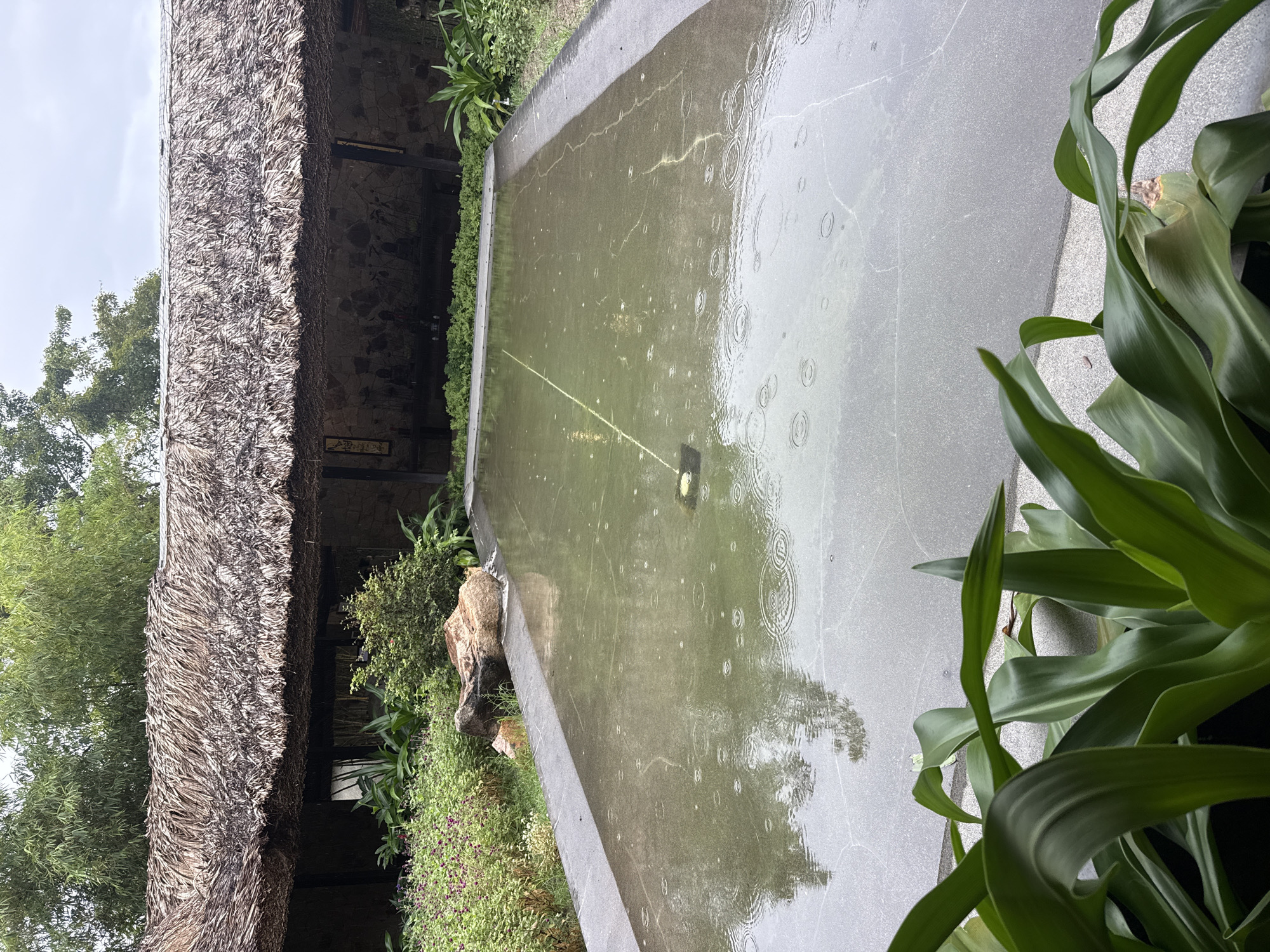 The image depicts an outdoor scene at what appears to be a resort or dwelling with traditional architecture in Nha Trang, Vietnam. A rectangular, shallow pool of water dominates the center of the frame, with ripples visible on its surface indicating it is raining. The pool is surrounded by a dark gray paved border.
Behind the pool, a building with a thatched roof made of dried palm leaves is visible. The walls of the building are constructed from rough-hewn stone. Underneath the eaves of the thatched roof, there is an open-air area with what looks like seating or display areas.
To the left of the pool, there is a lush garden with green plants and small purple flowers. A large, light brown rock is partially submerged at the edge of the pool. To the right of the pool, more green foliage is visible, including large, broad leaves in the foreground, partially obscuring the view of the pool.
In the background, mature trees with green leaves, possibly bamboo, are seen against an overcast sky. The overall atmosphere is serene and natural, suggesting a tranquil setting within the city of Nha Trang. No people are visible in the image.