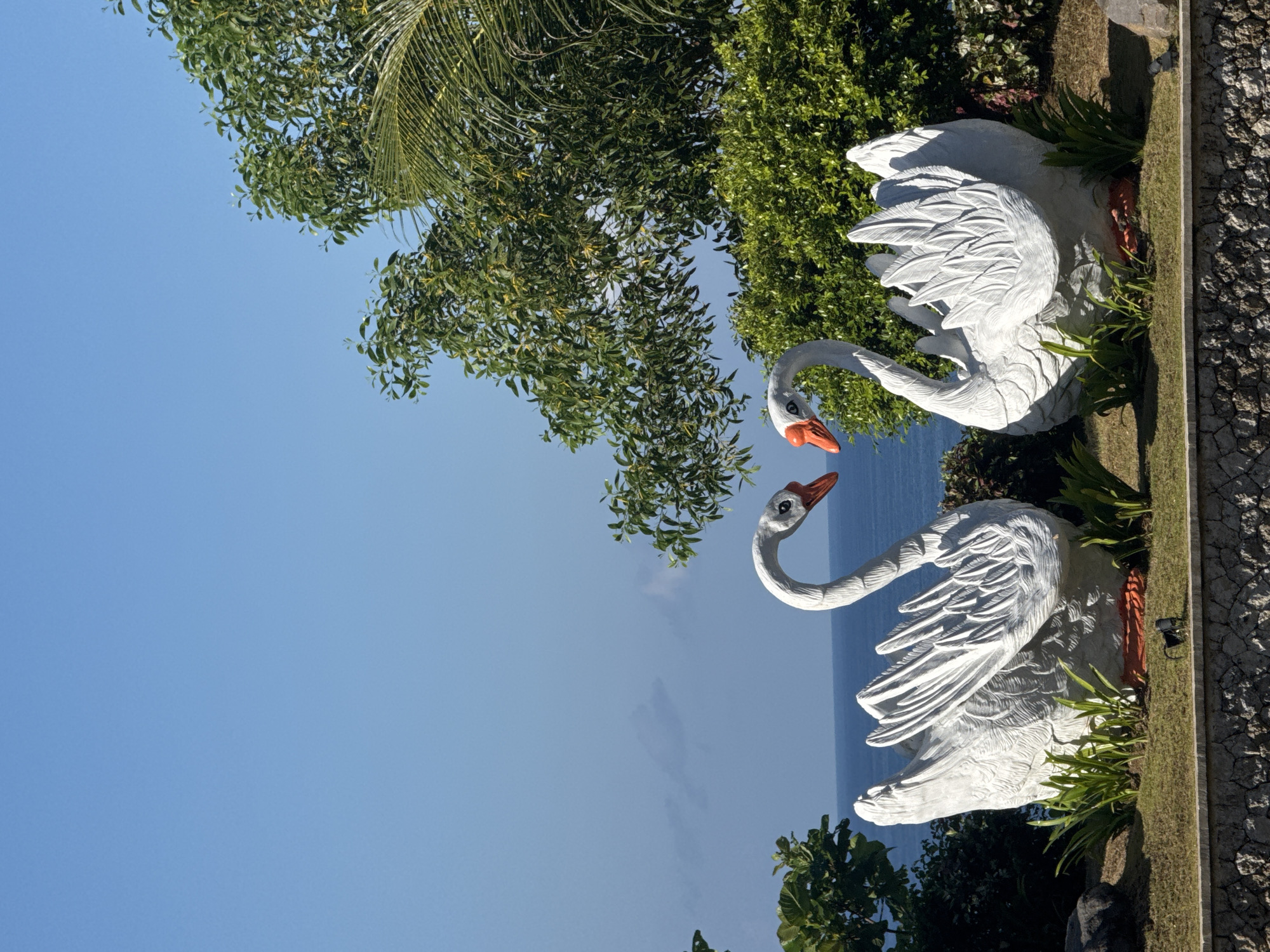 The image depicts two white swan statues with orange beaks and feet, situated on a patch of grass adjacent to a stone wall, set against a backdrop of the blue sky and ocean in Ungasan, Indonesia. Green trees and foliage are visible around the statues, partially obscuring the ocean view.
