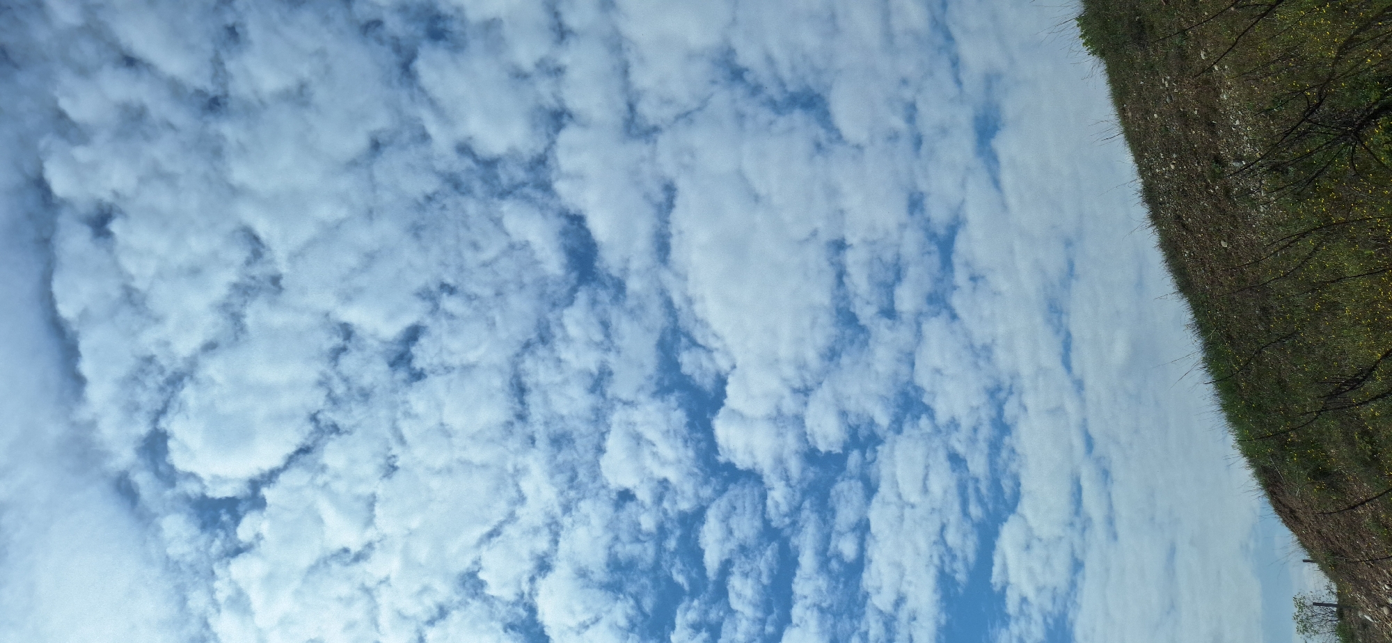 The image shows a view of the sky with numerous small, puffy white clouds against a blue background. The clouds cover the majority of the frame. Along the upper right edge of the image, there is a strip of land covered in green vegetation and some bare branches. The vegetation appears to be growing on a slope. The image is likely taken outdoors in Leshnitsa, Bulgaria.