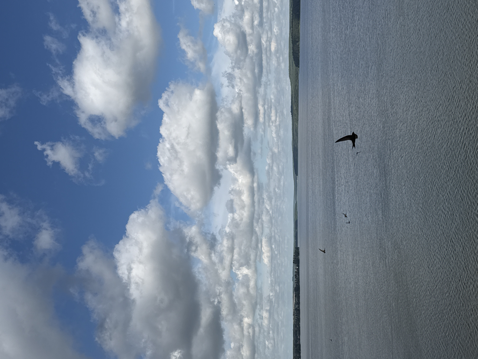 The image depicts a wide, calm body of water, likely a reservoir or lake, under a sky filled with numerous cumulus clouds. A distant, tree-lined shore is visible on the horizon. Several birds are in flight over the water. One bird, silhouetted against the water, is prominently featured in the foreground on the right side of the frame, with its wings spread wide. Smaller birds are also visible further out in the water. The lighting suggests it is daytime, possibly mid-morning or afternoon, with the sun illuminating the clouds. This scene is consistent with views of the Votkinsk Reservoir, located in the city of Votkinsk, Russia, known for its expansive water surface and surrounding natural landscape.