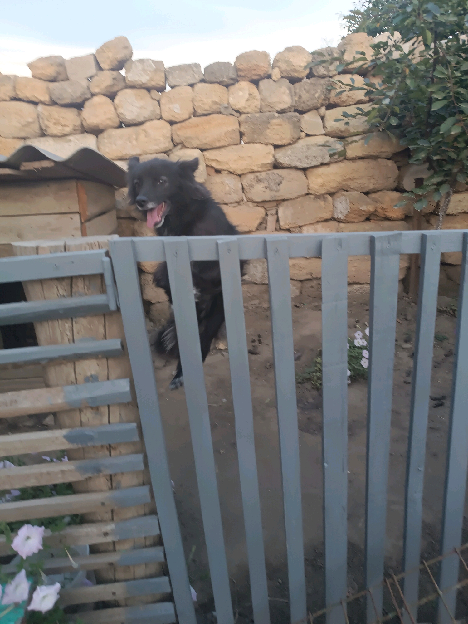 A black dog is standing behind a grey wooden fence. The dog is looking towards the viewer with its tongue hanging out. The dog is in an outdoor setting, with a stone wall in the background. There is a doghouse to the left of the dog. The ground is covered with dirt and some patches of grass. There are also a few small pink flowers visible in the foreground. The sky is visible in the upper part of the image and appears to be cloudy. The image was taken in Vypasne, Ukraine.