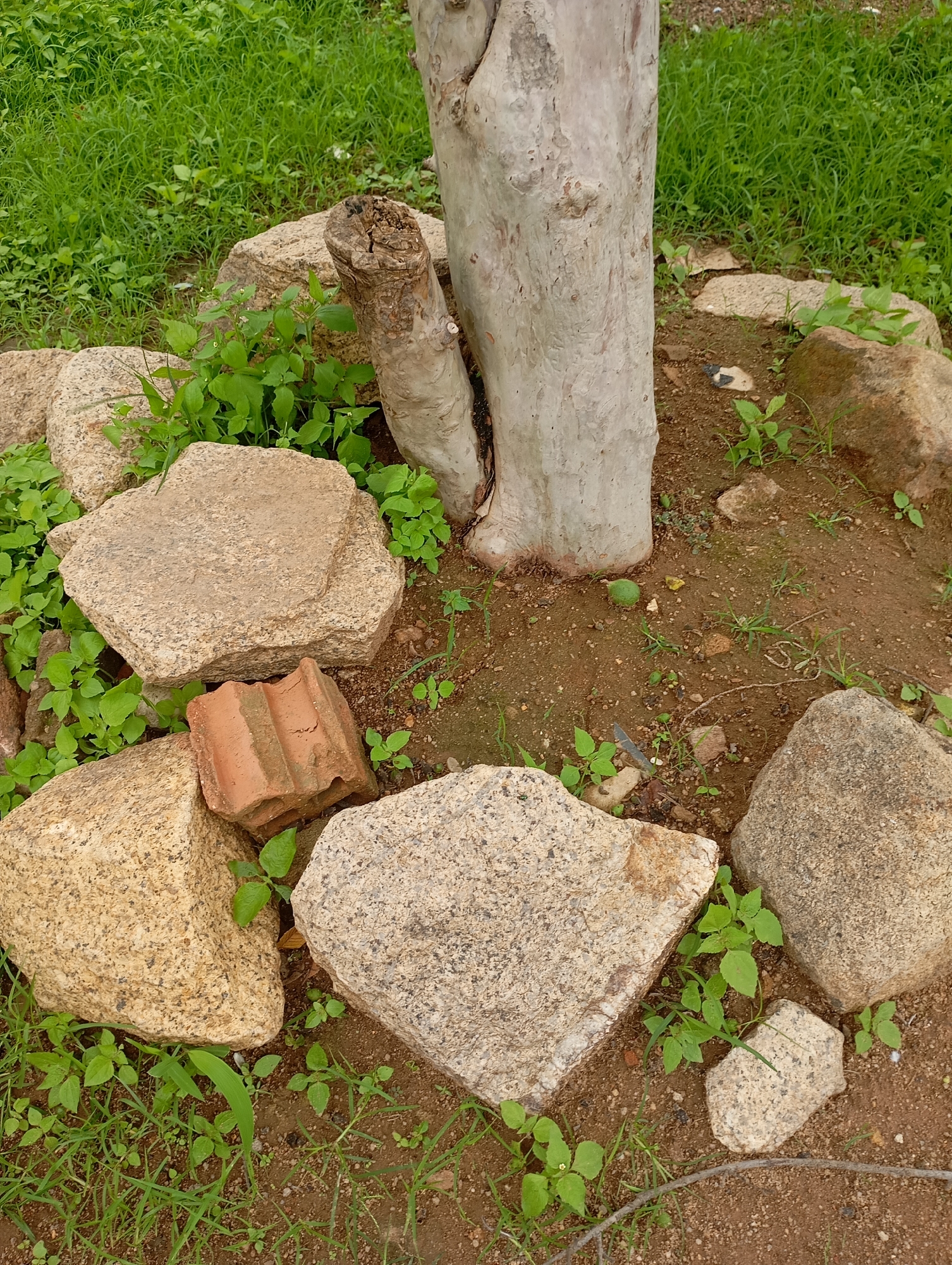 This media file depicts an outdoor scene featuring a tree trunk with a rough, light-colored bark, partially surrounded by large, light brown and grey stones. A broken piece of red brick with a corrugated surface lies amongst the stones and green foliage. Small green plants with delicate leaves are growing around the base of the tree and between the rocks. The ground is a mixture of dark brown soil and small pebbles. In the background, lush green grass covers the area. The scene appears to be a natural setting, possibly a garden or a park, with elements of landscaping and natural growth. There is no discernible activity taking place, and no people are visible. The lighting suggests daytime, and the presence of green grass and plants indicates fair weather. No text is visible in the image. The provided location context of "New Stadium, Nigeria" suggests this scene is located in Nigeria, near a stadium.