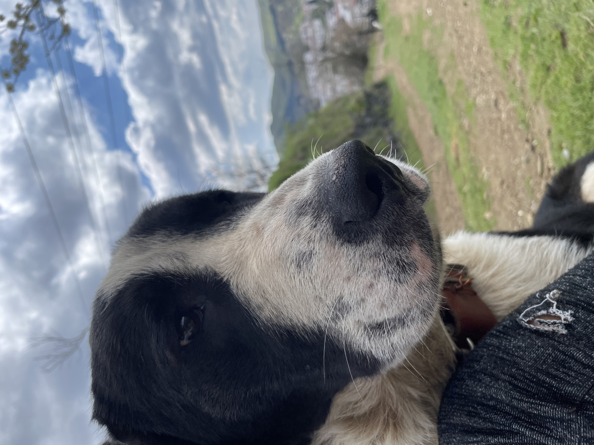 A close-up, distorted perspective photograph captures a black and white dog looking upward. The dog is wearing a brown collar. The animal is resting against a person wearing a dark grey garment. In the background are trees, a walking path, and a townscape. The sky above is filled with white and grey clouds. The location is Zlatograd, Bulgaria.