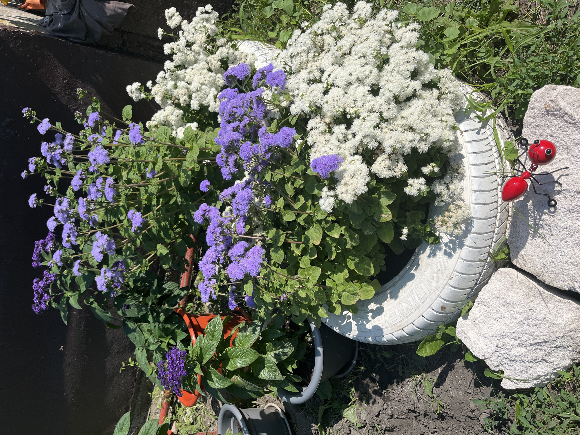 The image depicts an outdoor scene featuring a variety of flowering plants in containers. In the foreground, two light-colored rocks are placed on the ground, and a small, red, metal ant figurine is positioned on the larger rock. Behind the rocks, a white-painted tire serves as a planter, filled with dense white flowers. Adjacent to the tire planter, there is a dark grey plastic pot containing a plant with large green leaves and a cluster of small purple flowers. Further back, an orange pot holds a plant with green leaves and a spray of delicate purple flowers. The background shows a dark, textured wall and some patchy green vegetation. The overall impression is a well-maintained, decorative garden area.