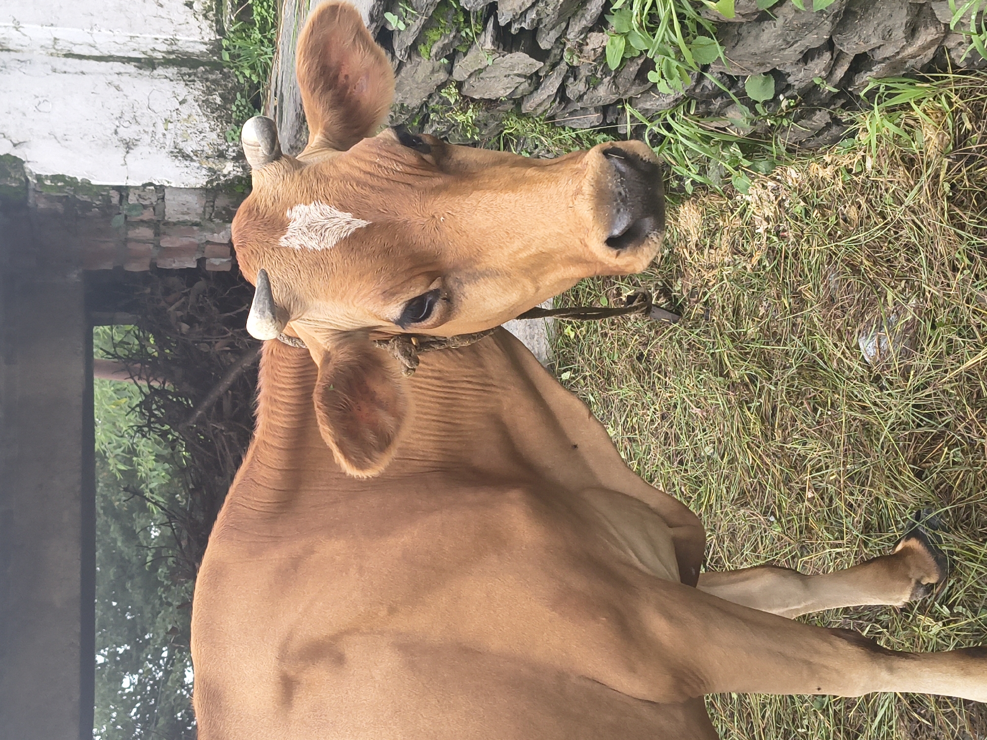 A light brown cow stands in a grassy area in front of a stone wall and a white, weathered building. The cow faces the camera, its head tilted slightly. It has small, curved horns and a white marking on its forehead. A rope halter is around its neck. The background shows trees and branches.