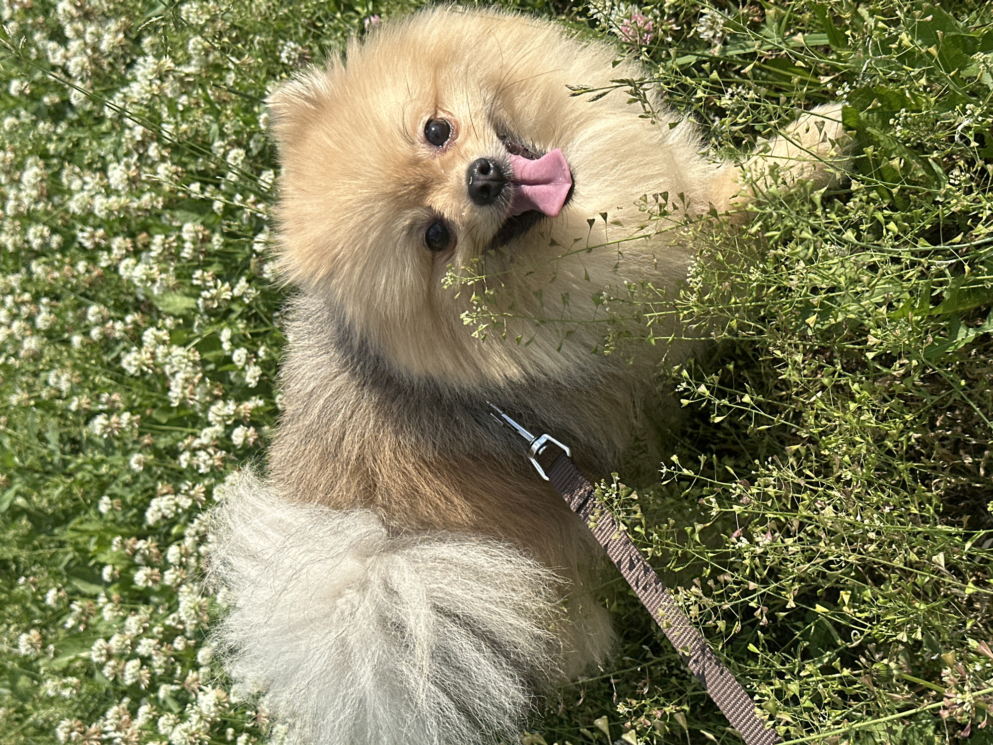 A Pomeranian dog, with light brown and white fur, is pictured in a field of white clover and green grass. The dog is facing the camera with its tongue sticking out, appearing to be panting. A brown leash is attached to the dog's collar and extends out of frame to the left. The background is filled with more white clover flowers and lush green grass, suggesting a sunny outdoor environment. There are no people or any indications of the city of Votkinsk, Russia present in the image.
