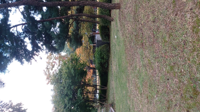 The image depicts a green space adjacent to a public road, located in Gimpo-si, South Korea. The foreground consists of irregularly cut grass, interspersed with patches of dry brown grass, small green plants, and scattered fallen leaves or debris. A small, crumpled white object, possibly paper or plastic, rests on the grass in the mid-right.
A dense, trimmed hedge of green bushes forms a continuous line across the midground, separating the grassy area from a paved thoroughfare beyond. Behind the bushes, a variety of deciduous and evergreen trees are visible. Several deciduous trees display foliage in shades of green, yellow, and orange, indicating an autumn season. To the right, two prominent pine trees with dark green needles and reddish-brown trunks stand tall, partially obscured by the foreground.
In the background, beyond the trees and bushes, a multi-lane road is discernible, with several white vehicles partially visible. Further back, indistinct urban structures or buildings can be seen. A dark grey or black utility box or cabinet with a textured surface is positioned behind the hedge in the central-right portion of the frame. The sky is overcast and bright, casting a subdued light over the scene. No individuals are present, and no specific actions or interactions are depicted.