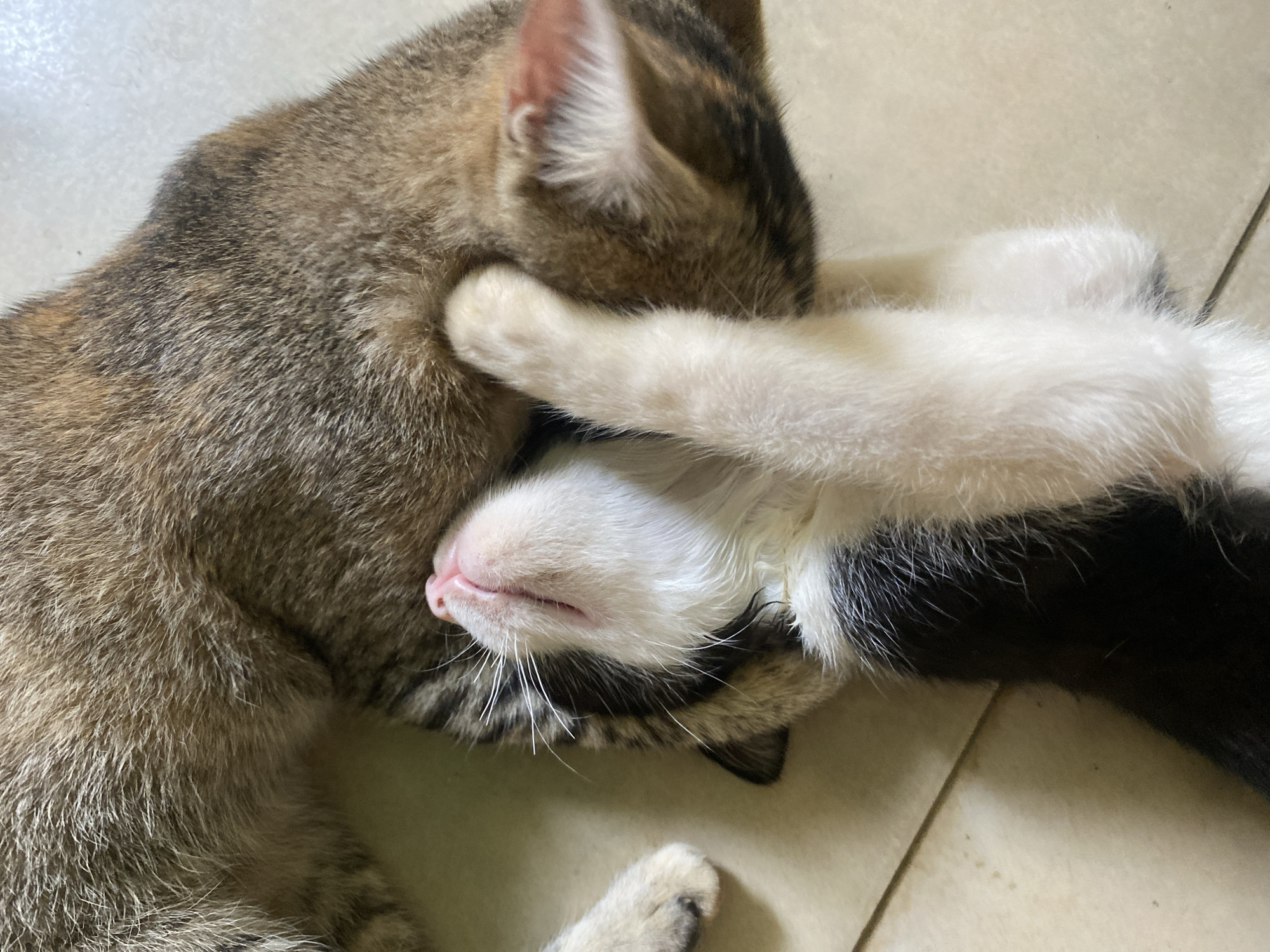 The image shows two cats lying on a tiled floor. One cat is a tabby with brown and gray fur. The other cat is black and white and appears to be lying on its back with its white paws covering the tabby cat's face. The pink nose of the black and white cat is visible. The image was likely taken in Tinaquillo, Venezuela.