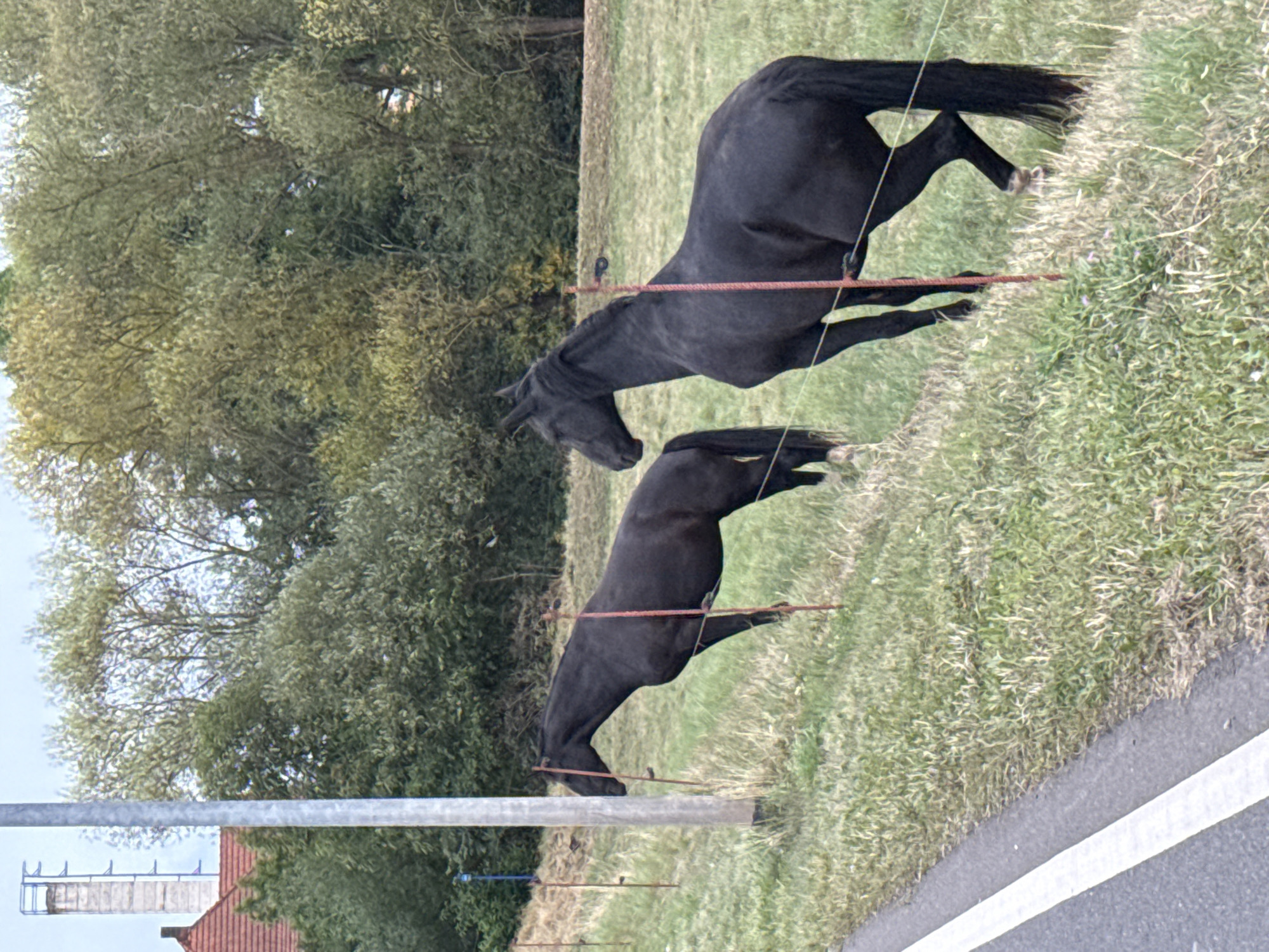 Two black horses stand in a grassy field next to a road. The horse in the foreground is facing right, and the horse in the background is facing left. Both horses are standing behind a red-striped fence. In the background, there are trees and a building with a red roof. The scene appears to be located in the town of Niedersachswerfen, Germany.