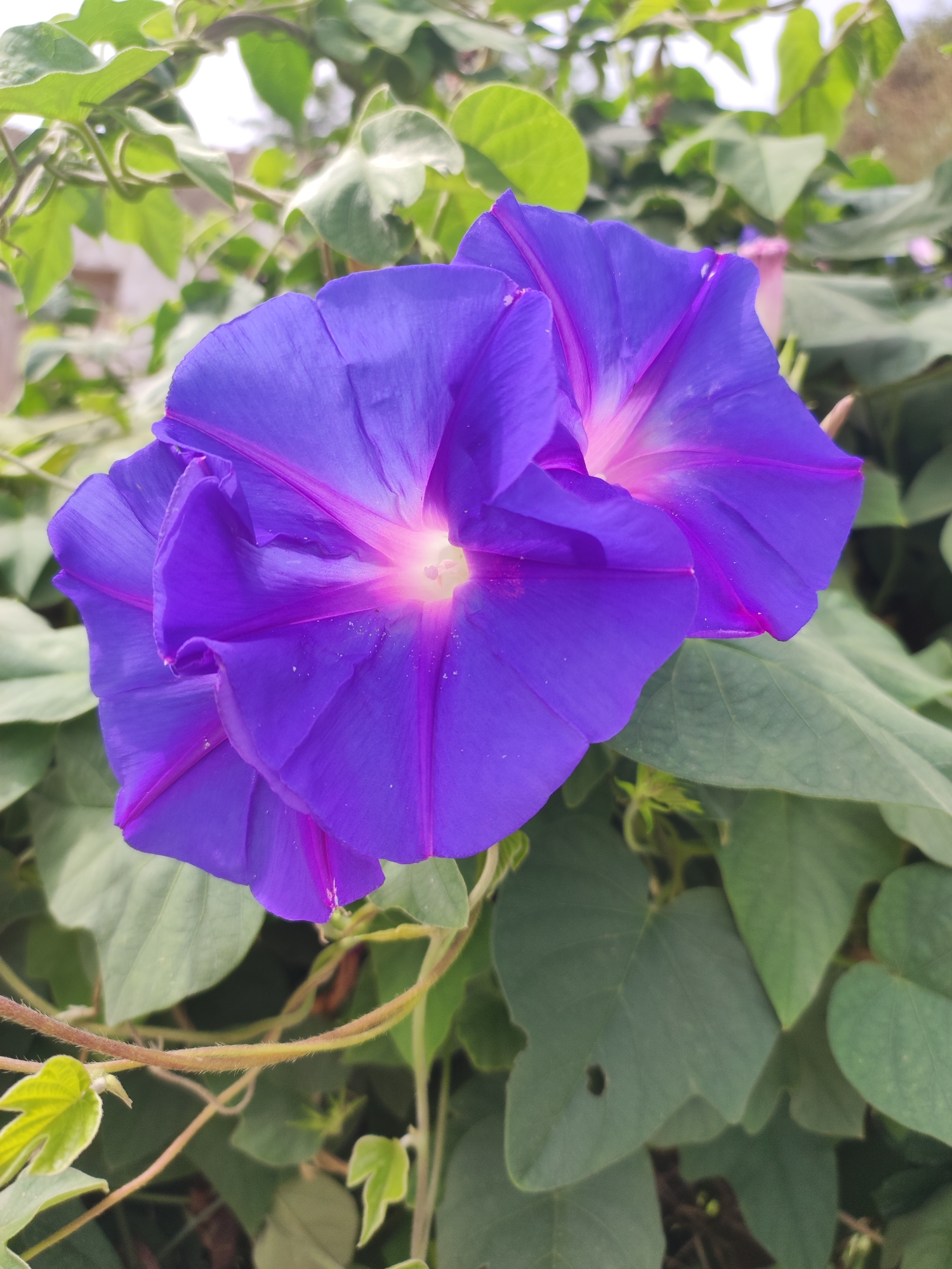 The image is a close-up, eye-level, natural light shot of two vibrant purple morning glory flowers. The flowers are in focus, with their trumpet-shaped petals and delicate pink and white centers clearly visible. The background is composed of lush green foliage and vines, creating a soft, blurred backdrop that emphasizes the flowers. The overall impression is one of natural beauty and delicate bloom. The image appears to be taken outdoors, likely in a garden or natural setting. There is no indication of the specific location within Sueras, Spain.