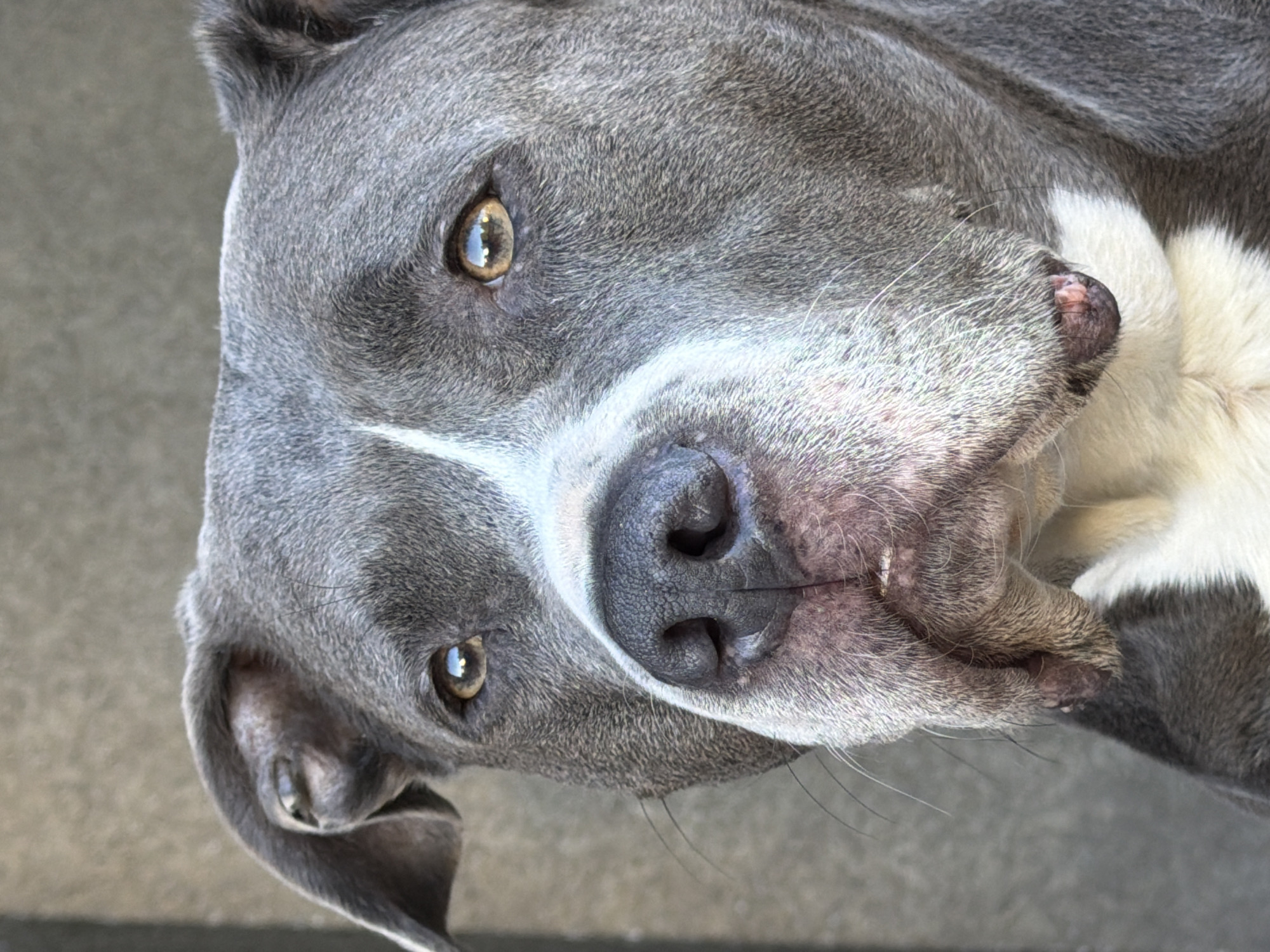 A close-up, slightly overhead shot captures the head and upper body of a blue-gray dog, likely a Pitbull-type breed, against a plain, light gray, textured background, possibly concrete. The dog's head is tilted significantly to its right, and its bright, amber-colored eyes are looking directly at the camera with an alert and curious expression.
The dog has a short, dense coat of blue-gray fur with distinct white markings on its chest/neck area and a narrow white stripe extending up its snout between its eyes. Its nose is dark gray to black and appears moist and textured. Visible whiskers protrude from its muzzle. The lighting suggests daytime conditions, creating clear reflections in the dog's eyes. No specific location cues are visible in the immediate background, but the image is set in Esch-sur-Alzette, Luxembourg. There is no visible text in the image.