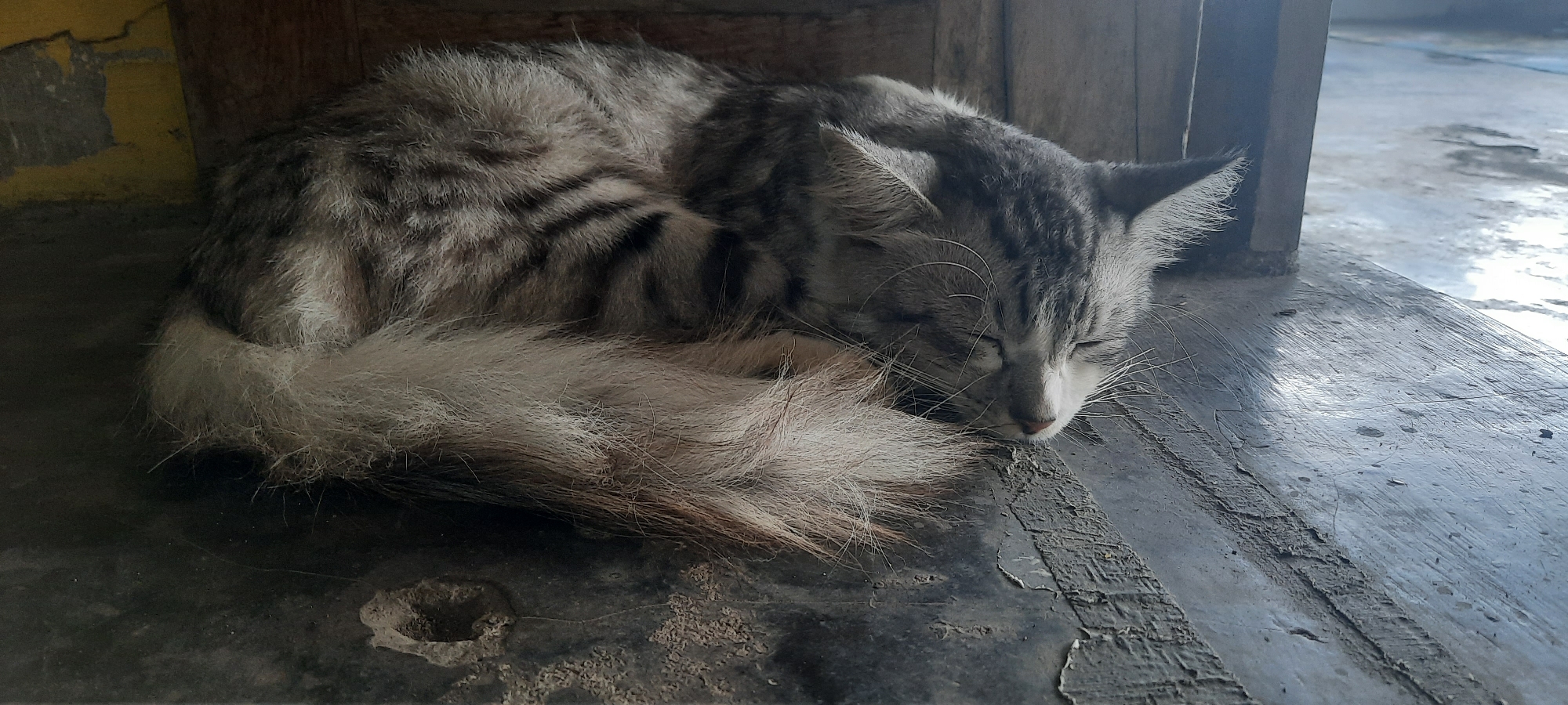 In the city of Selopuro, Indonesia, a long-haired, grey and black tabby cat is curled up asleep on a weathered, dark grey floor. The cat's eyes are closed, and its head is tucked into its body, with its fluffy tail wrapped around it. The cat's fur is a mix of grey, black, and white, with distinct tabby markings. The floor appears to be made of concrete or wood with visible cracks and wear, suggesting an outdoor or semi-outdoor location. To the left, a portion of a yellow-painted wall is visible, along with the edge of a wooden structure. The lighting suggests it is daytime, with sunlight casting a gentle illumination on the scene. The overall impression is one of peaceful slumber in a rustic setting.