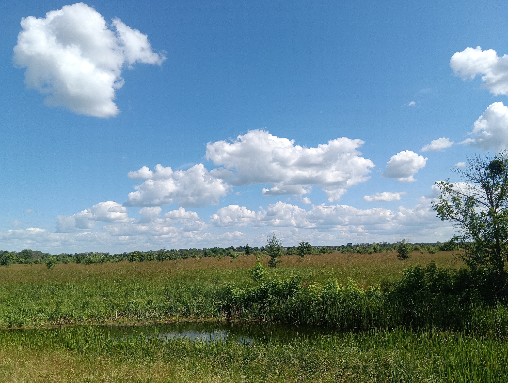 This media file depicts a serene landscape under a bright, partly cloudy sky. The scene is a wide-open field with lush green grass in the foreground, bordering a calm body of water. Tall reeds grow along the water's edge, and the water reflects the sky and surrounding vegetation.
Beyond the foreground, the field extends into the distance, transitioning to drier, golden-brown grasses interspersed with patches of green. Scattered trees and bushes dot the middle ground, leading to a horizon lined with a dense band of trees. The sky is a vibrant blue, populated by numerous fluffy white cumulus clouds, some large and prominent, others smaller and more scattered.
On the far right of the image, a bare tree with a nest perched on its upper branches is visible, its dark silhouette contrasting with the bright sky and distant landscape. The overall impression is one of a peaceful, natural setting on a pleasant day. The lighting suggests it is daytime, likely midday or early afternoon, with clear weather conditions indicated by the bright sunlight and distinct cloud formations. There is no visible text in the image.