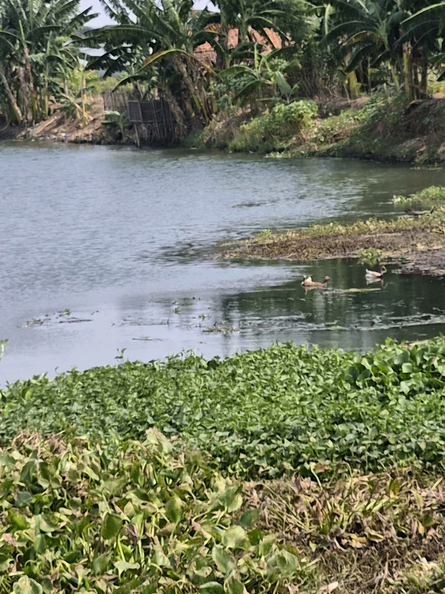 The image depicts a natural scene at a body of water in Srimahi, Indonesia. A calm, greyish-blue body of water occupies the majority of the frame, with its surface reflecting the overcast sky and surrounding vegetation. Dense green aquatic plants, appearing as a thick carpet, line the foreground and spill onto the water's edge on the right side of the image. Beyond the water, a sloped bank is covered in lush green foliage and taller vegetation, including banana trees whose fronds create a canopy overhead. In the middle ground, two ducks are visible swimming on the water. One duck is a reddish-brown color, and the other appears lighter in tone. The water's edge on the left is characterized by a muddy bank with scattered debris and a small, weathered wooden structure. The overall impression is one of a serene, rural environment.